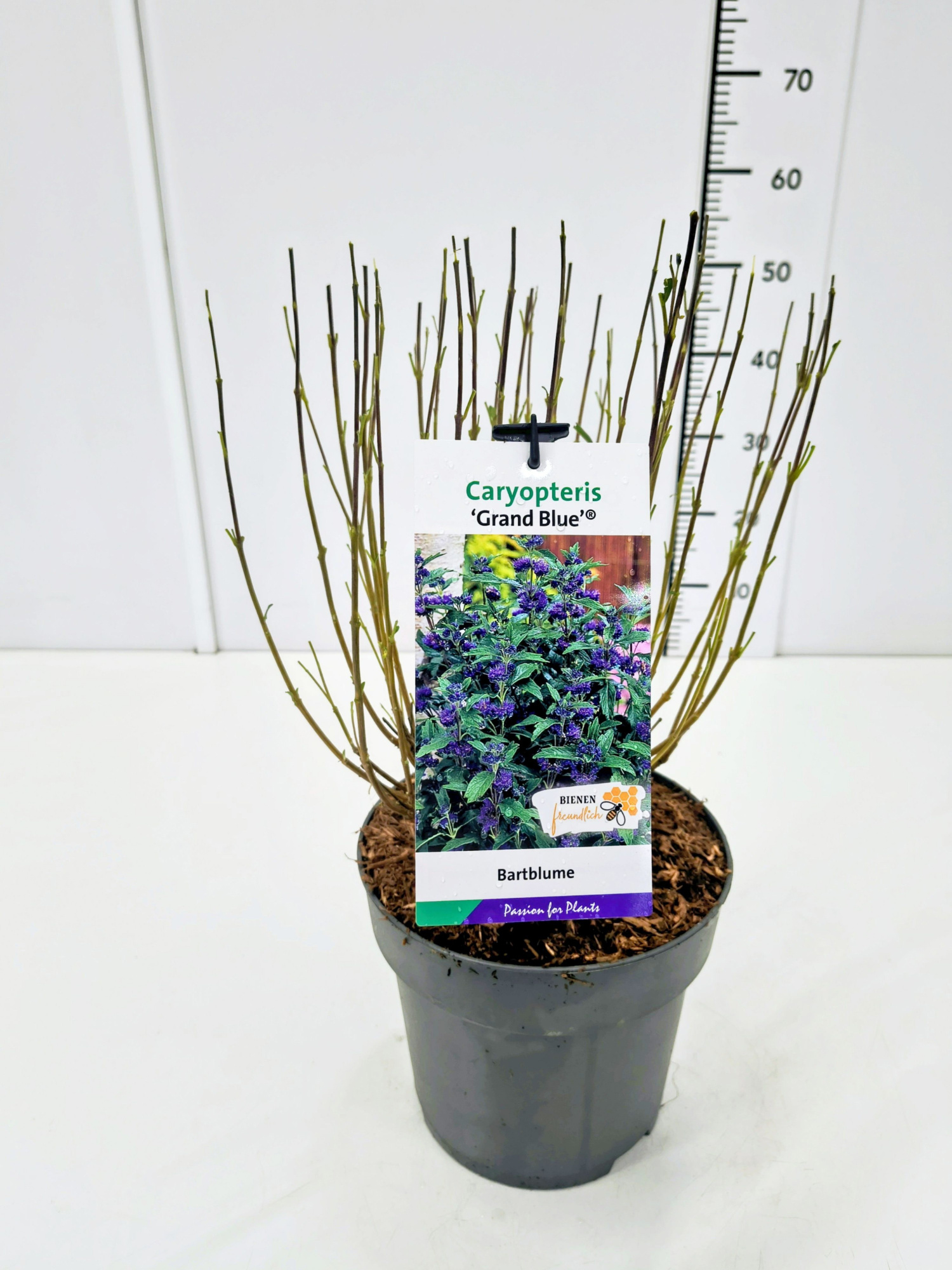 Caryopteris cland. 'Grand Bleu' C5, D 23