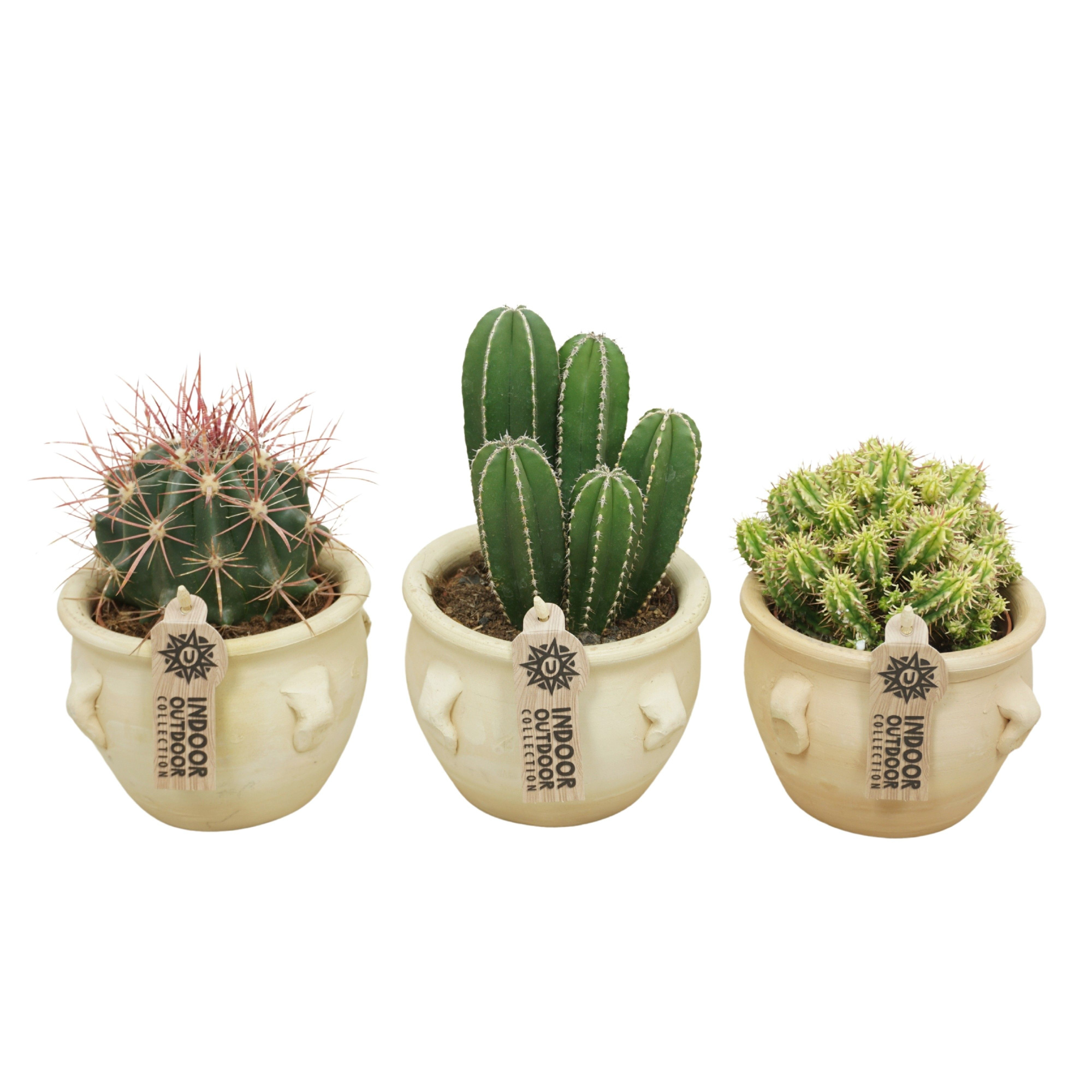 Cactus mix in 14 cm 'Kruik La Vica', D 10,5 cm