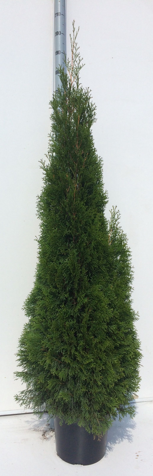 Thuja Occidentalis 'Smaragd' plantmaat 180-200, D 27