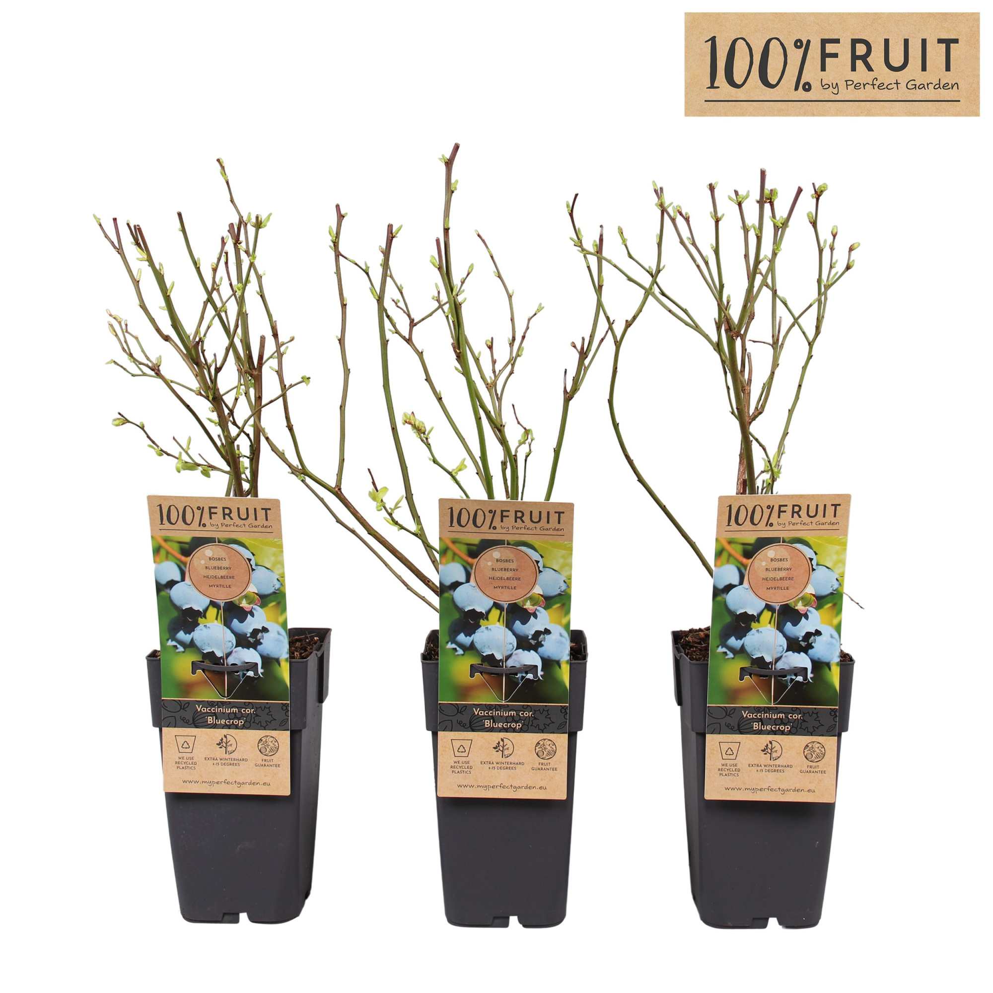 Vaccinium corymbosum Bluecrop P15, D 15 cm