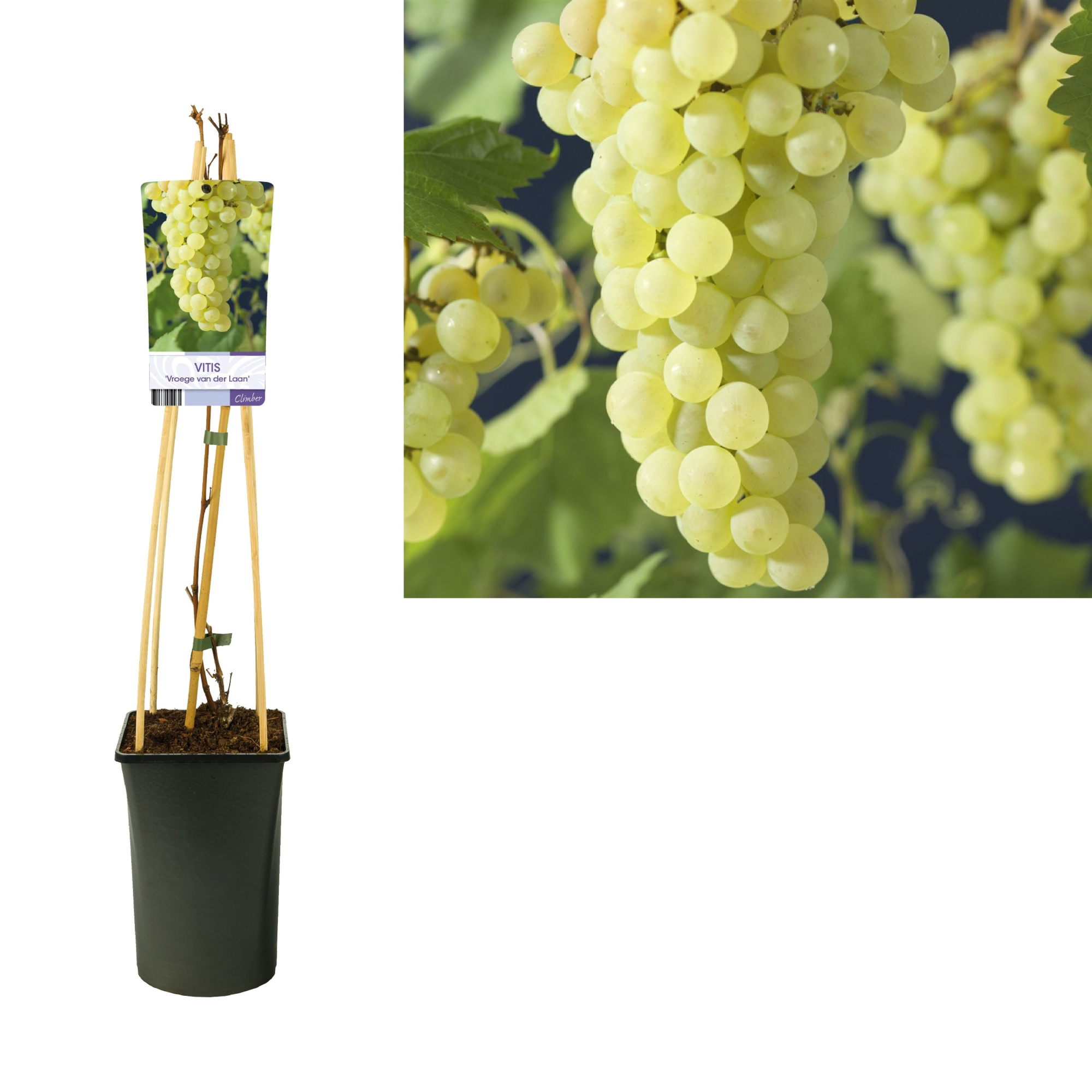 Vitis 'Vroege van der Laan' +light label, D 17 cm