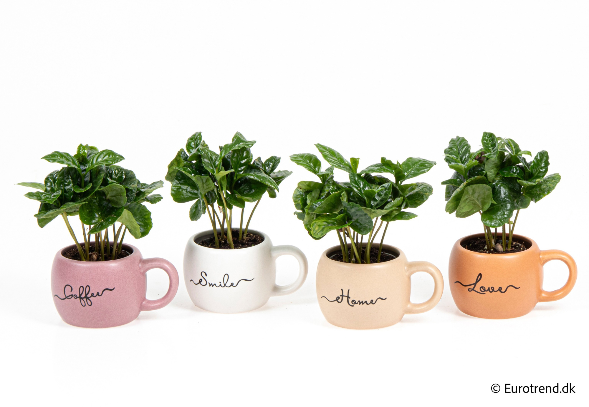 Coffea in New Look ceramic 2026, D 6