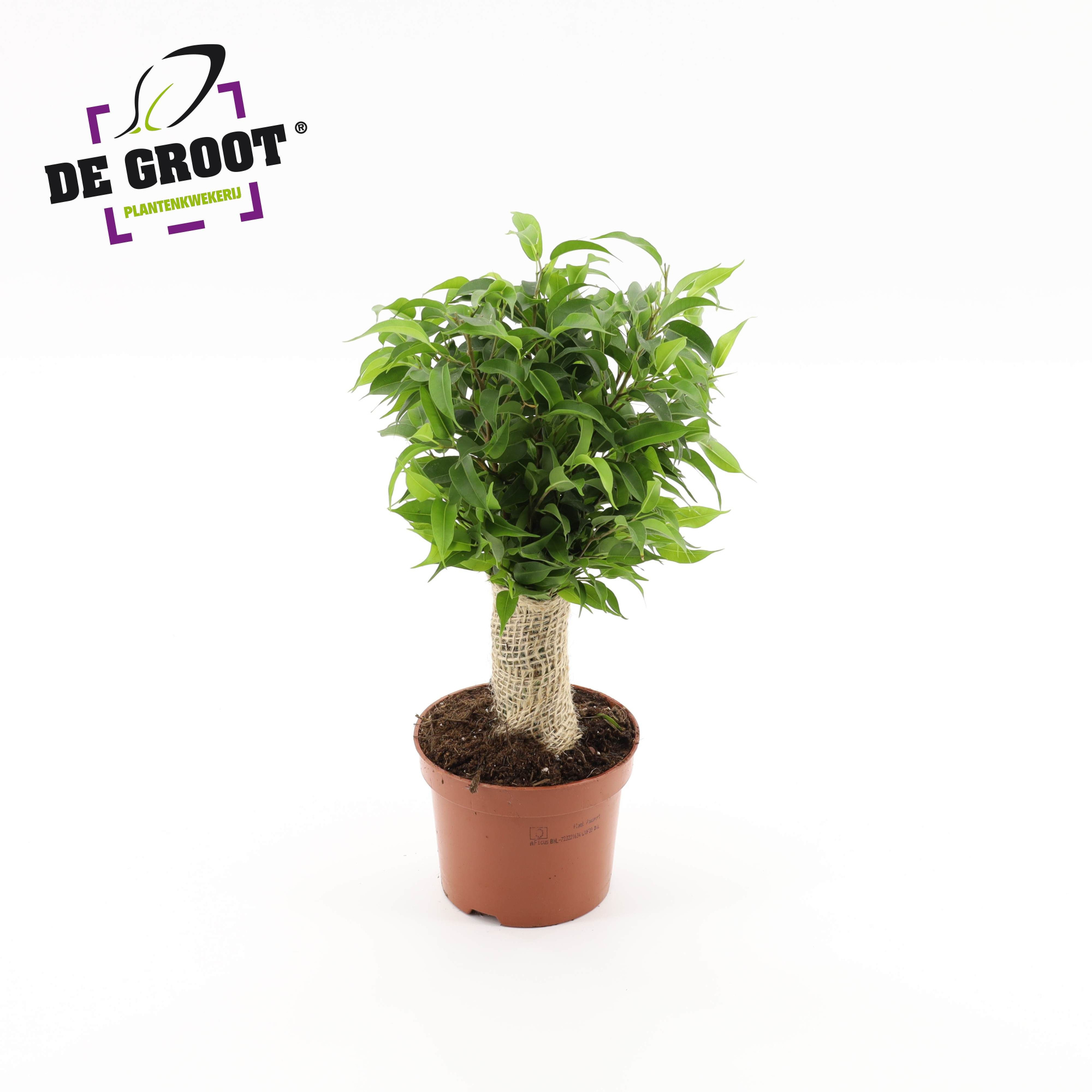 Ficus benjamina jute stam, D 12 cm