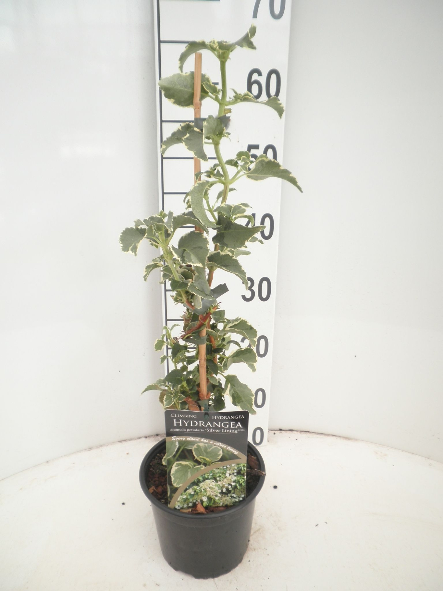 Hydrangea peteolaris Silver Lining, D 17 cm