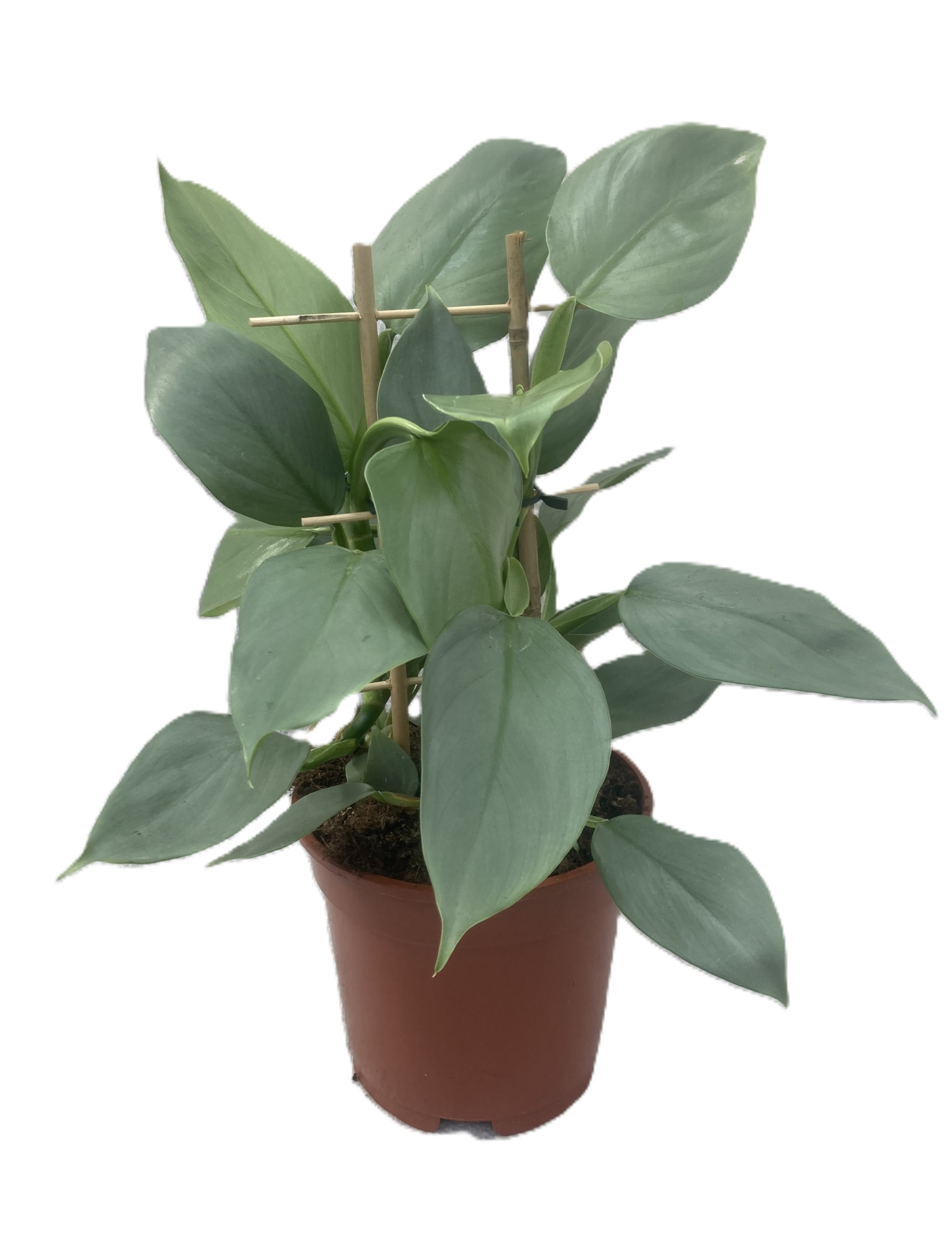 PHILODENDRON-HYBRID 'GREY', D 17 cm
