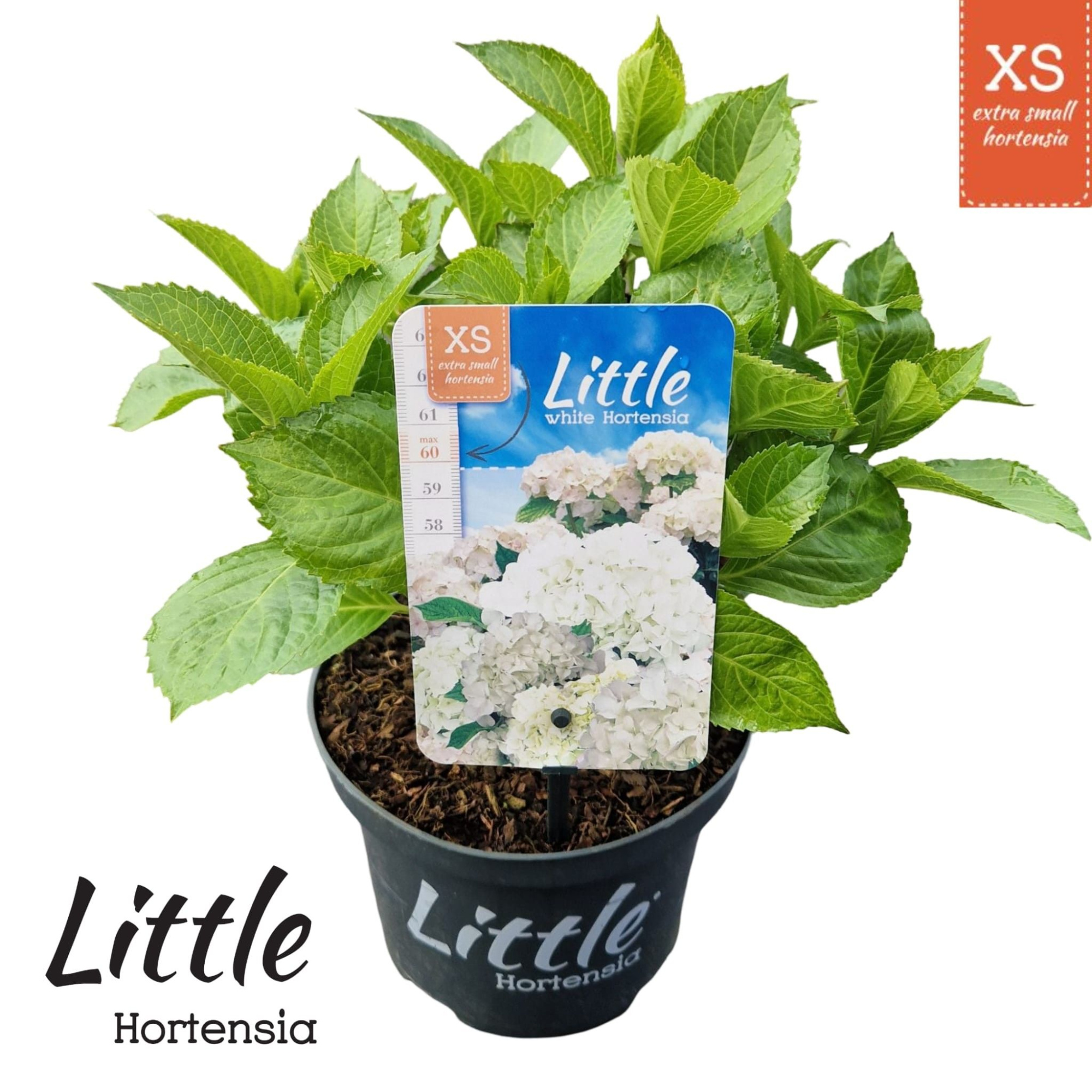 Hydrangea macr. 'Little XS White', D 17 cm
