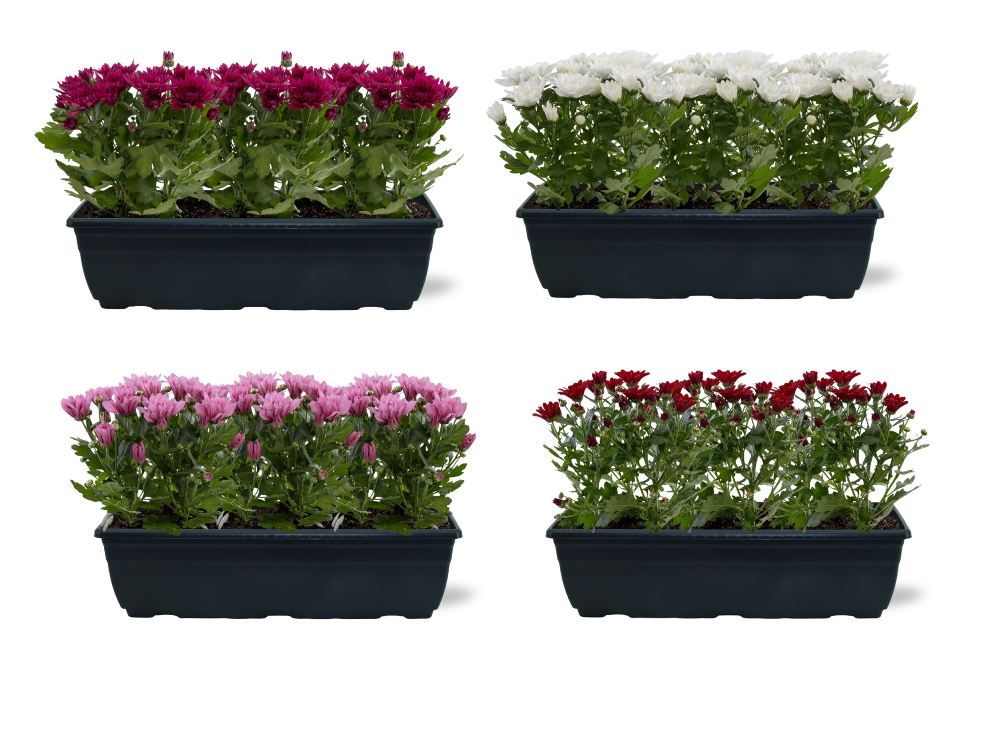 Chrystanthemum in dubak 40cm, D 40 cm