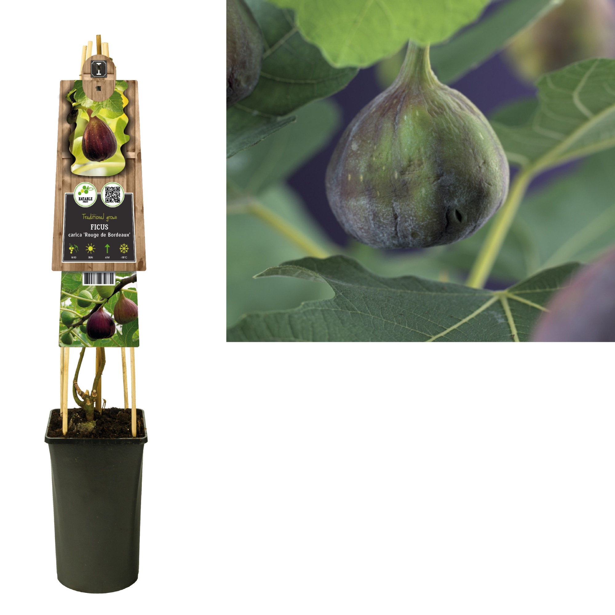 Ficus carica 'Rouge de Bordeaux' +3.0 label, D 17 cm