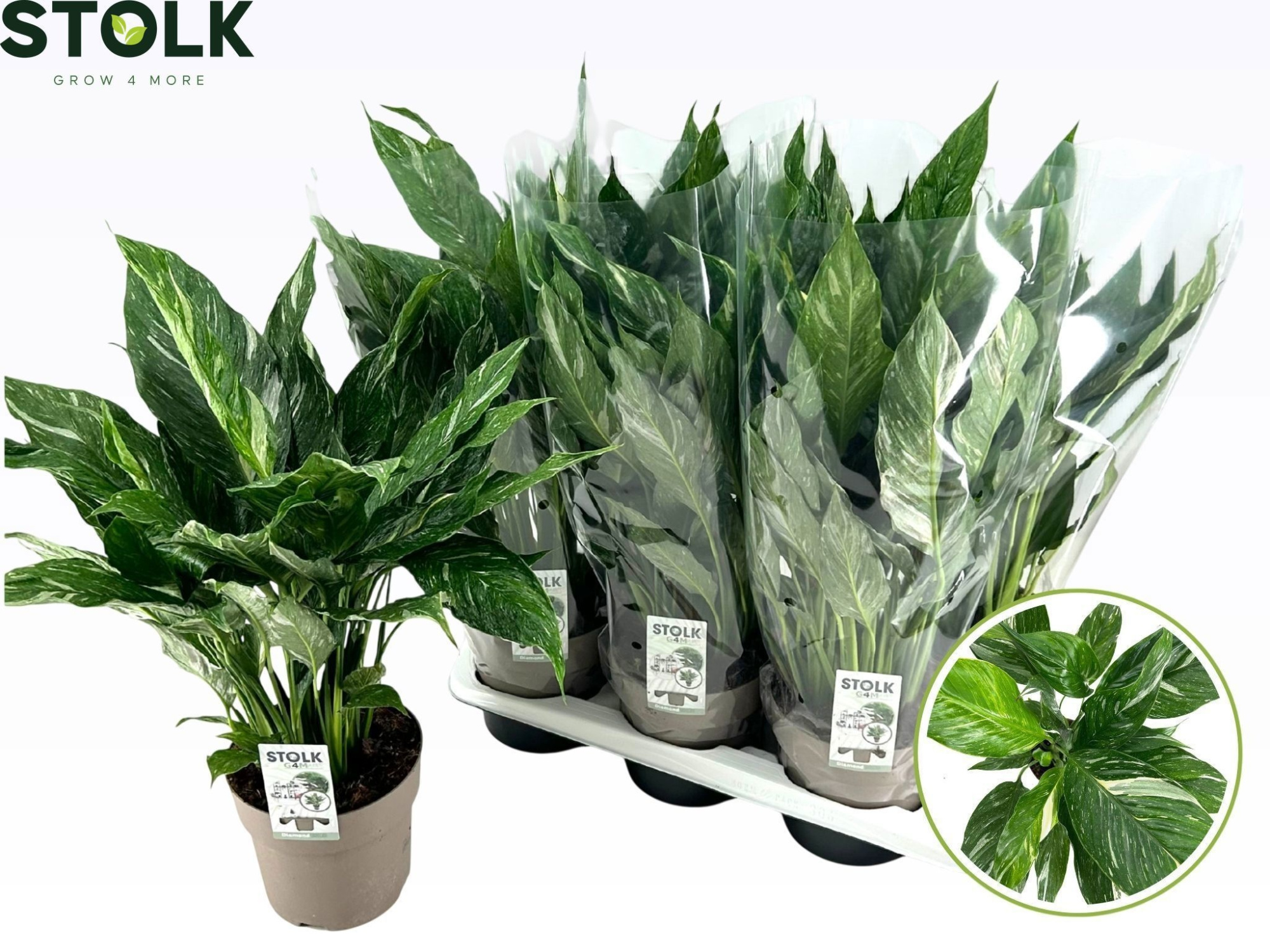 Spathiphyllum Diamond 17cm 'Variegata', D 17