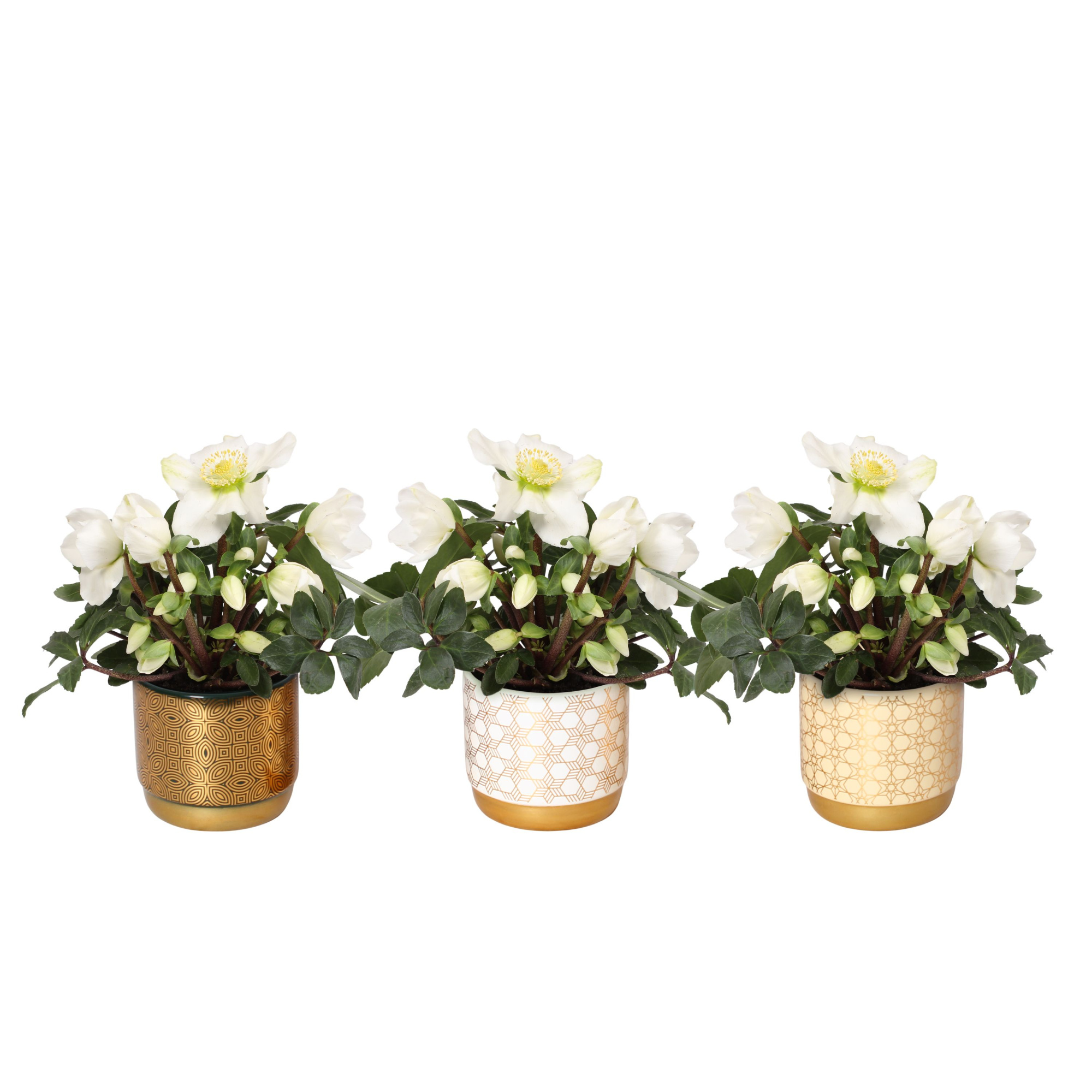Helleborus n. Christmas carol in symmetry pot mix kl luxe kerami, D 12 cm