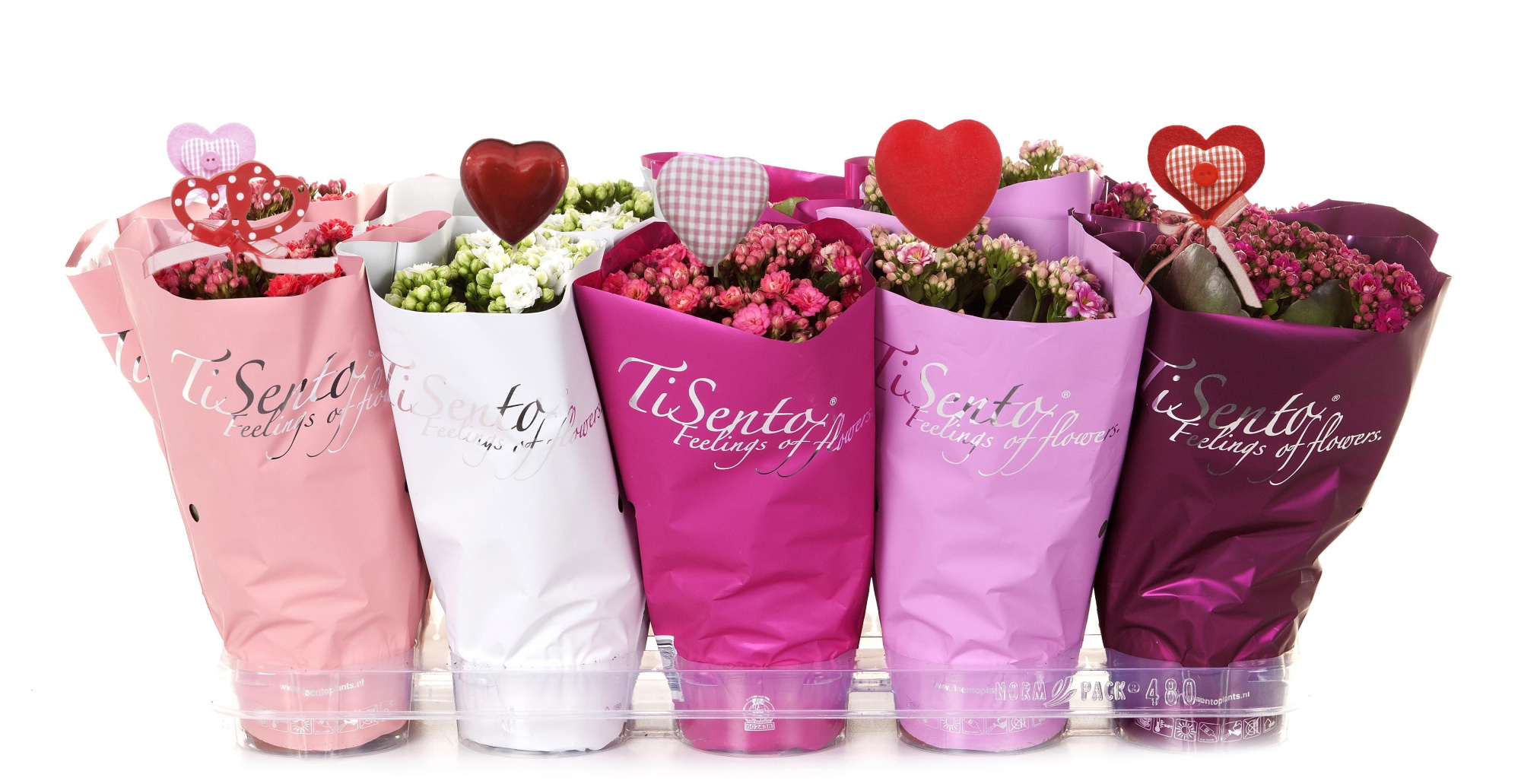 Calandiva 12 cm Valentijn + Steker, D 12 cm