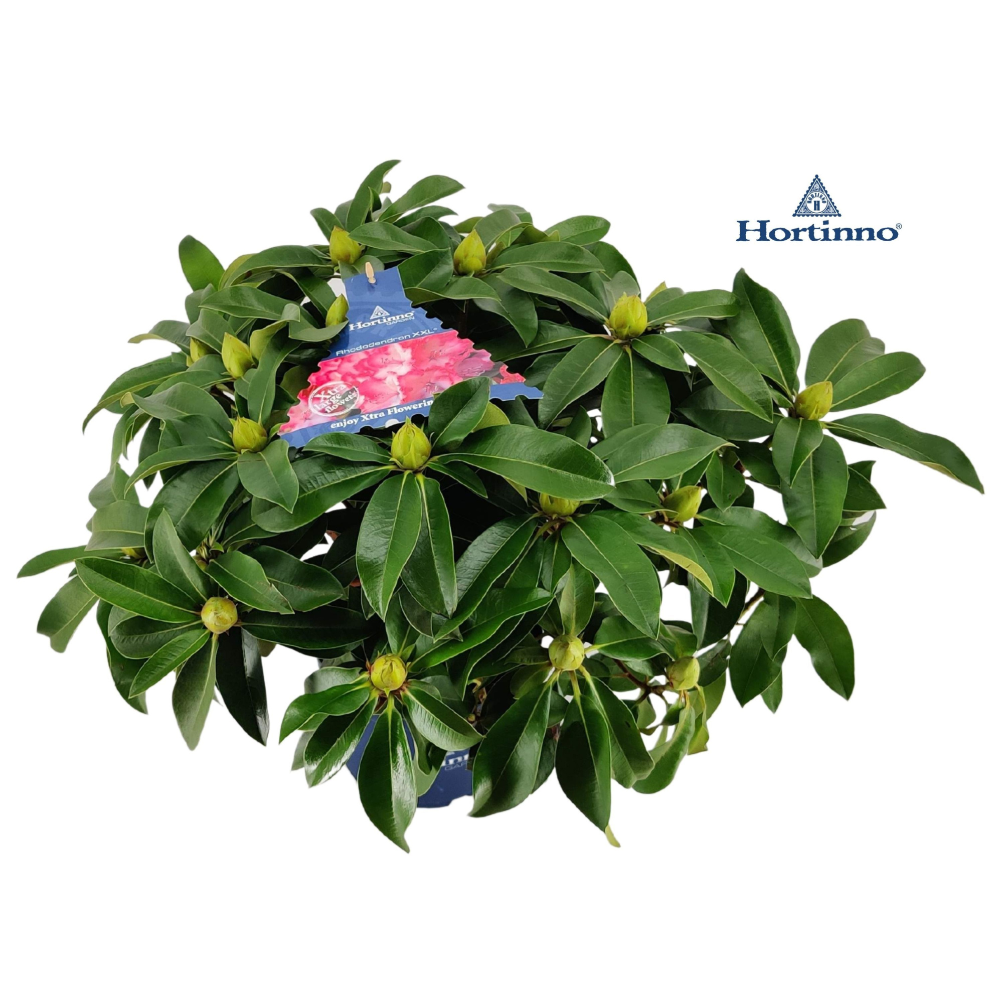 Rhododendron 50-60 /5 liter 'XXL' MIX, D 23 cm