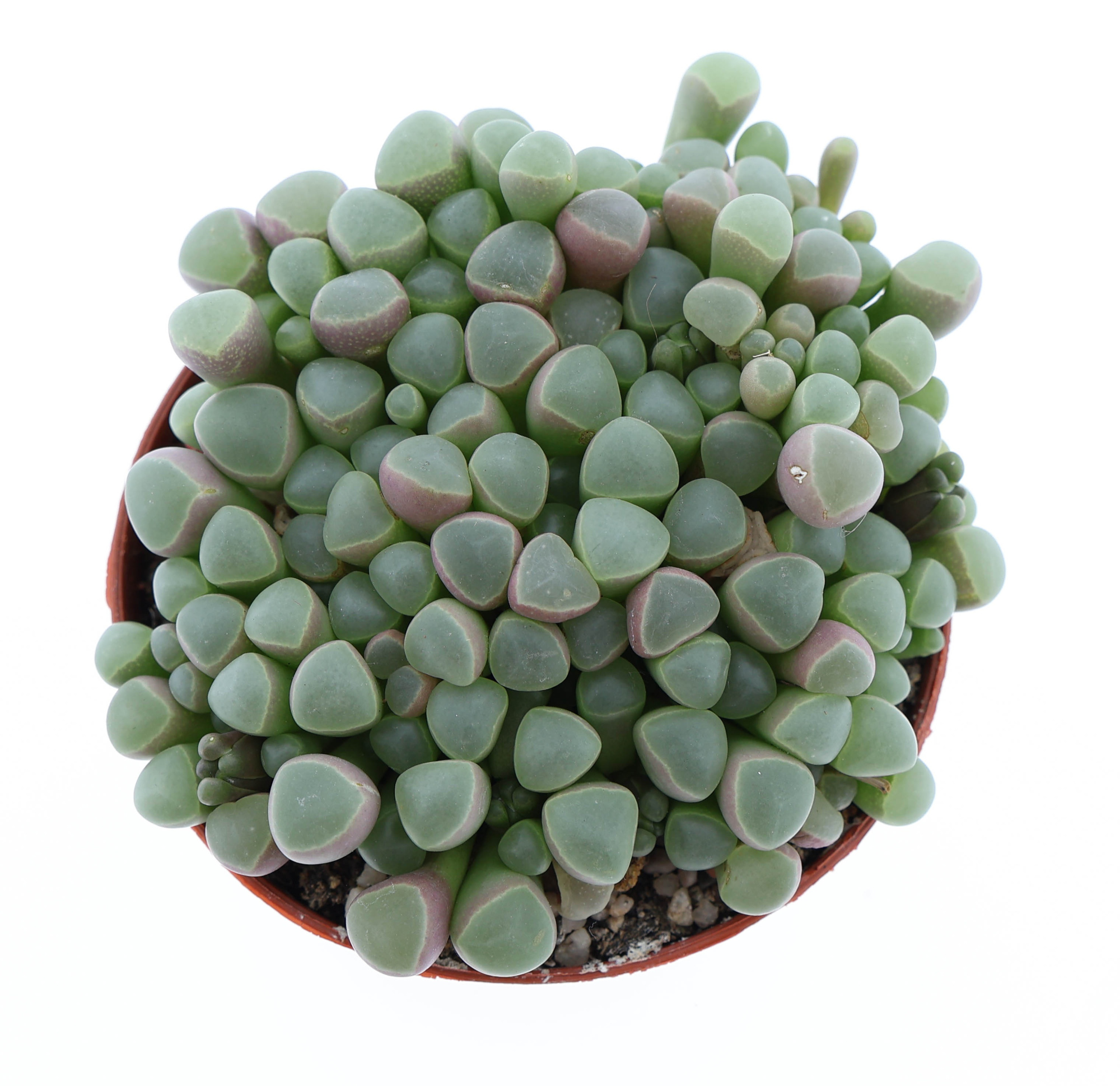 Fenestraria rhopalophylla, D 8,5 cm