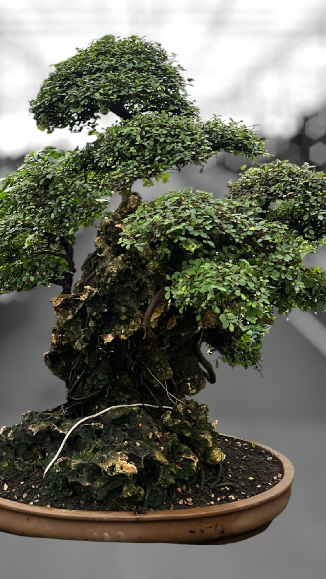 Zelkova parvifolia on rock, pot 67 cm. Height 90cm. (single item), D 67