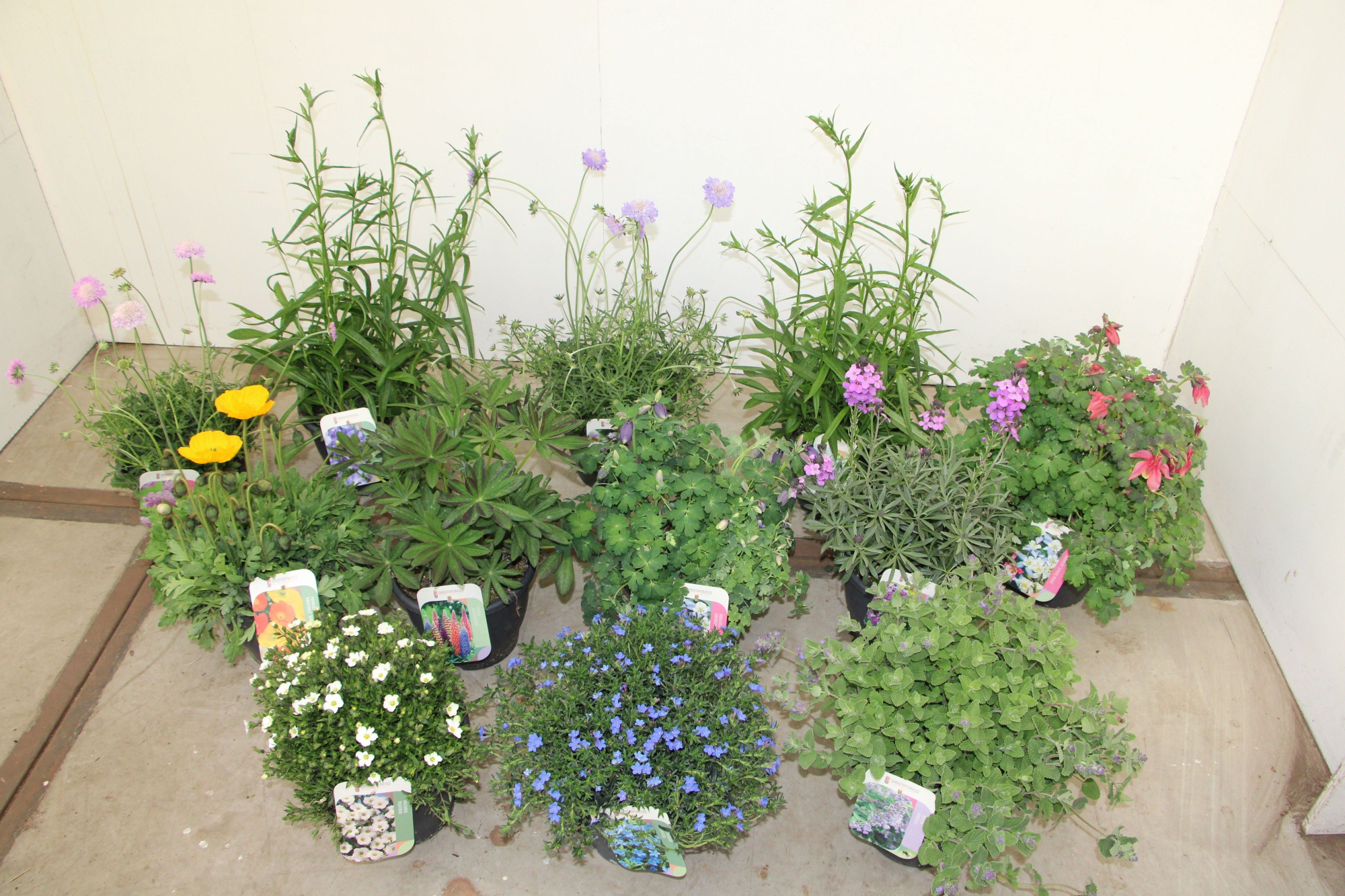 Vaste planten mixlaag, D 23 cm