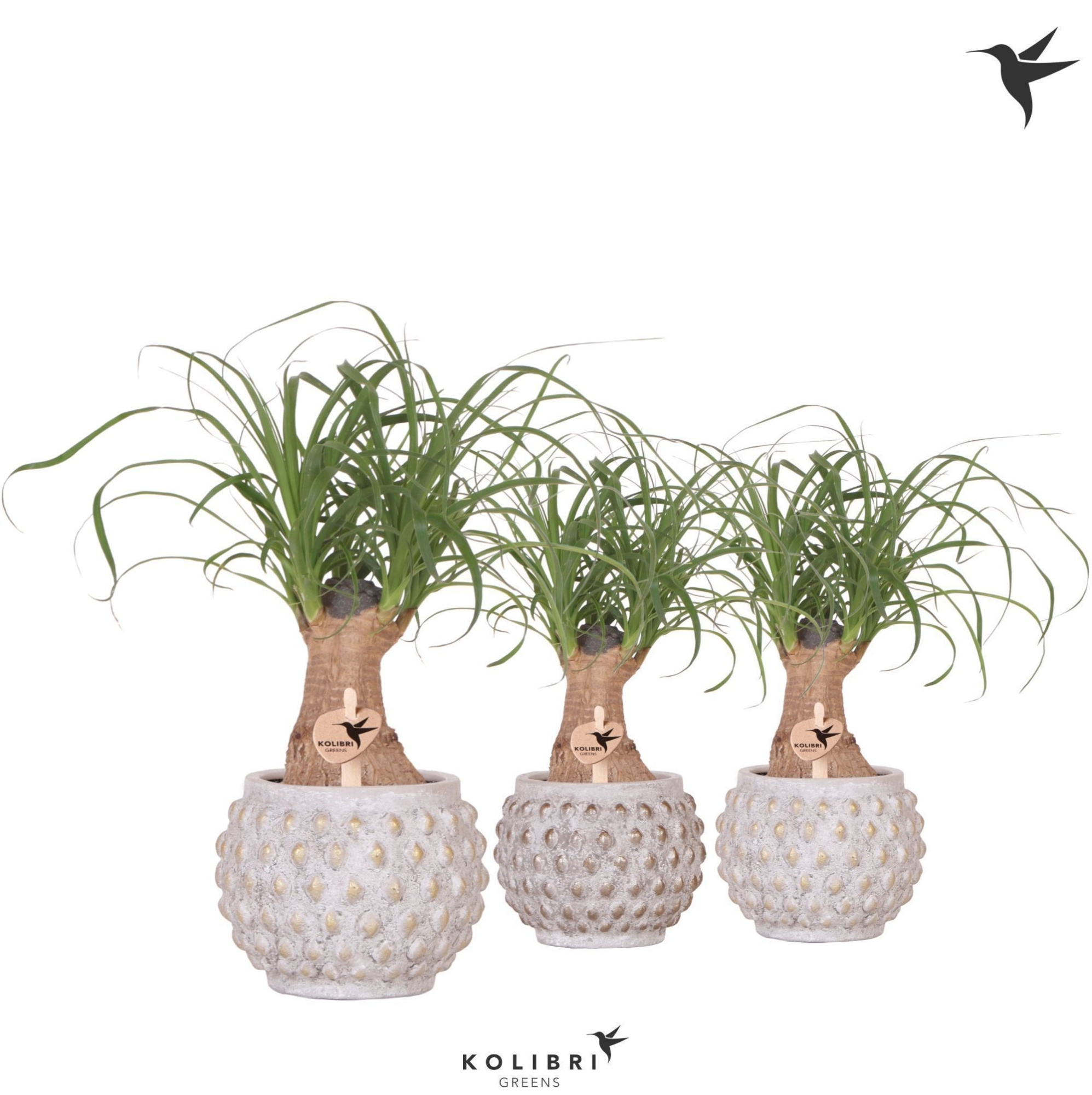 Kolibri Greens Beaucarnea in Marrakesh pot gold copper mix, D 9 cm