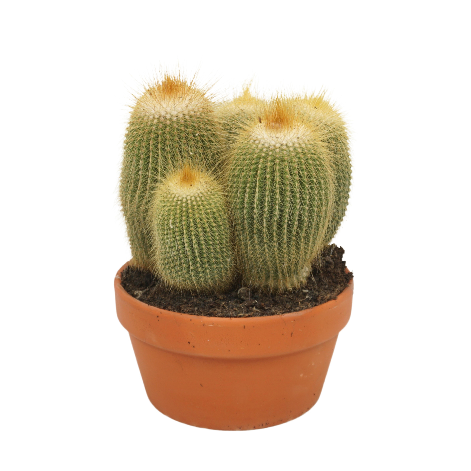 Eriocactus leninghausii 17 cm, D 17 cm