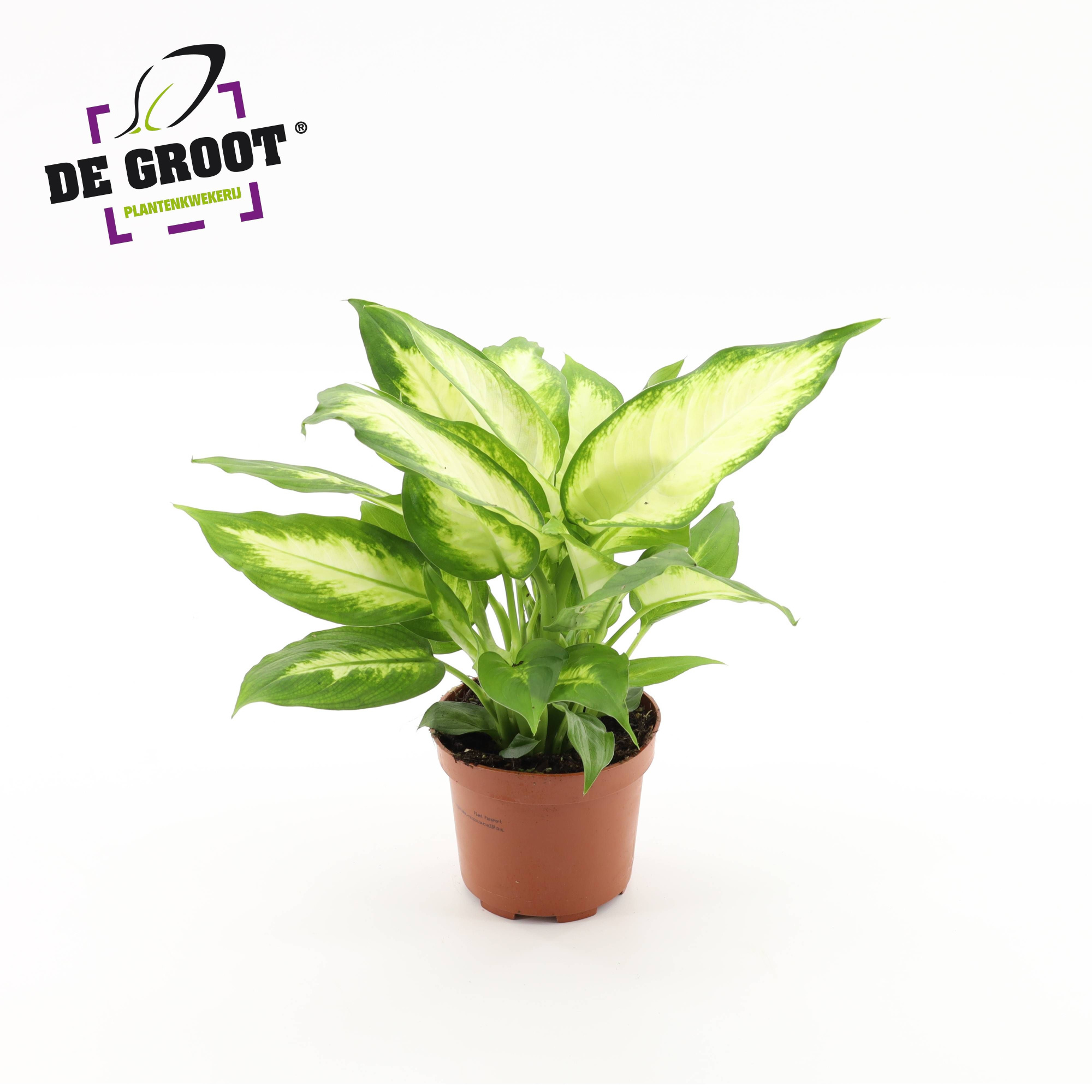 DIEFFENBACHIA CAMILLA (KLEIN), D 12
