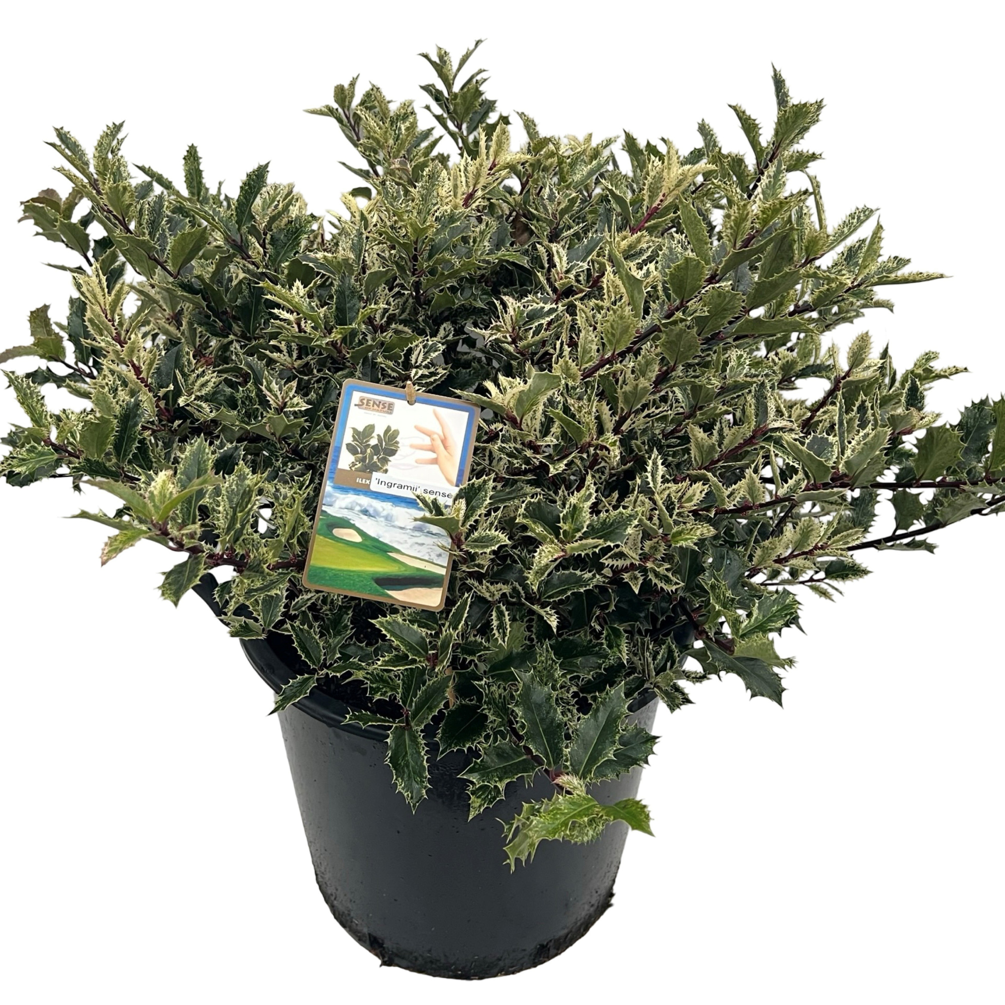 Ilex auq. 'Ingramii' sense, D 30