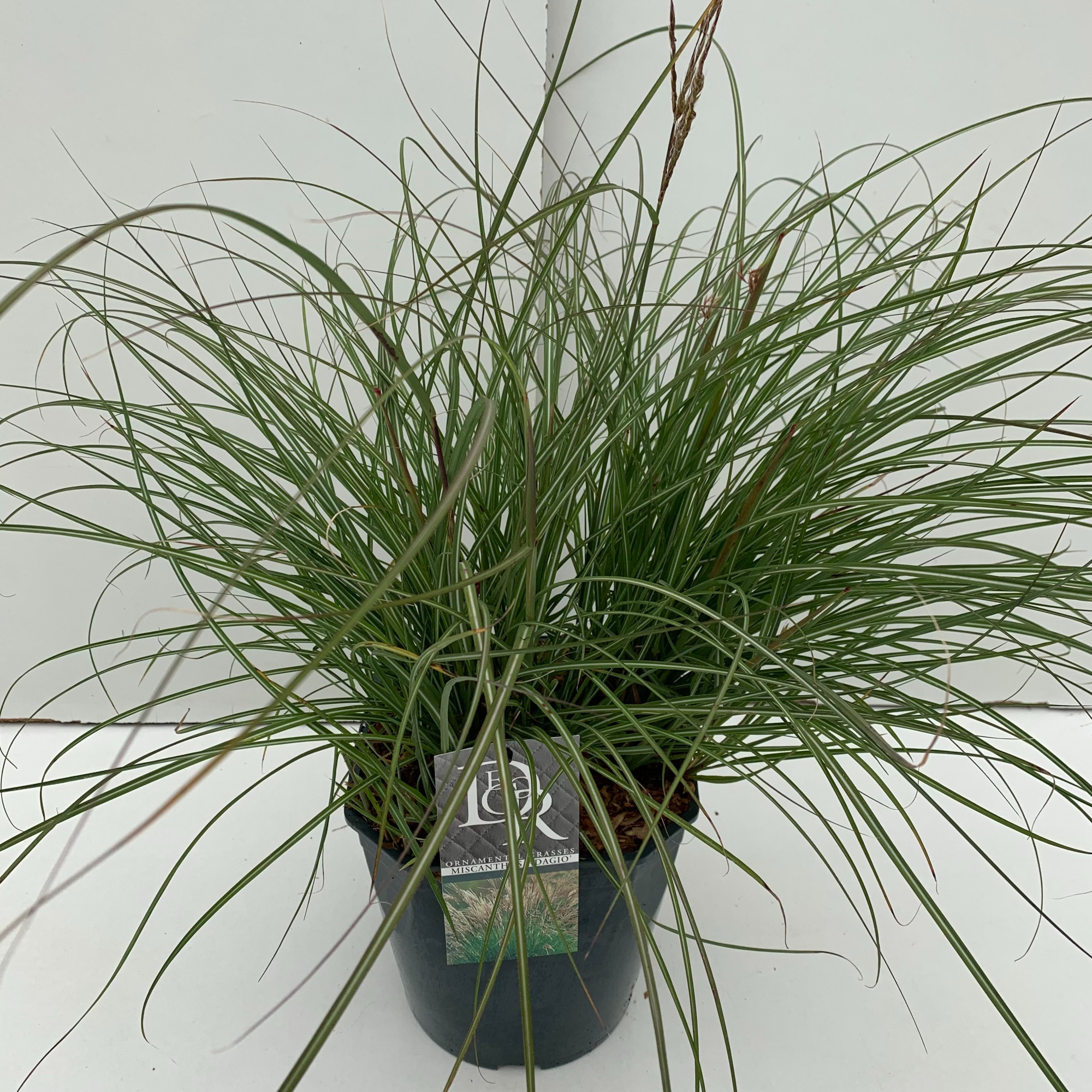 Miscanthus 'Adagio', D 23 cm