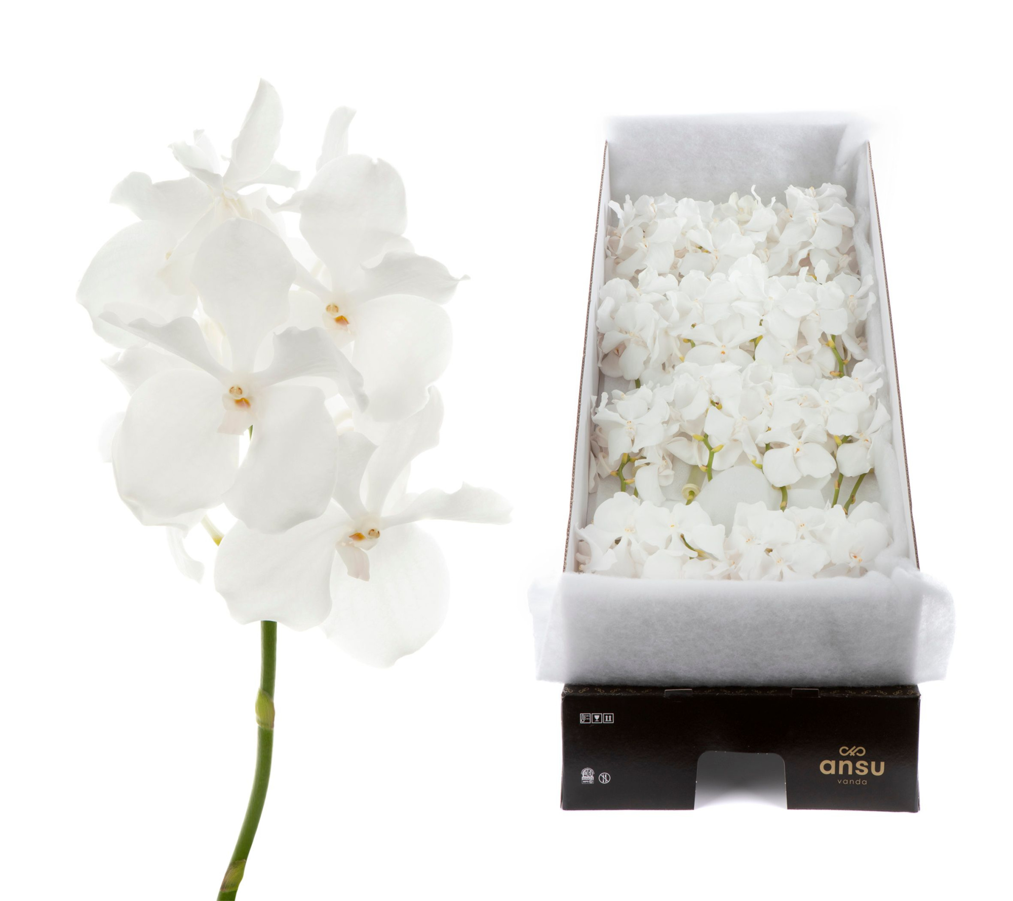 Ванда Кан Ансу №1 x16, шт.