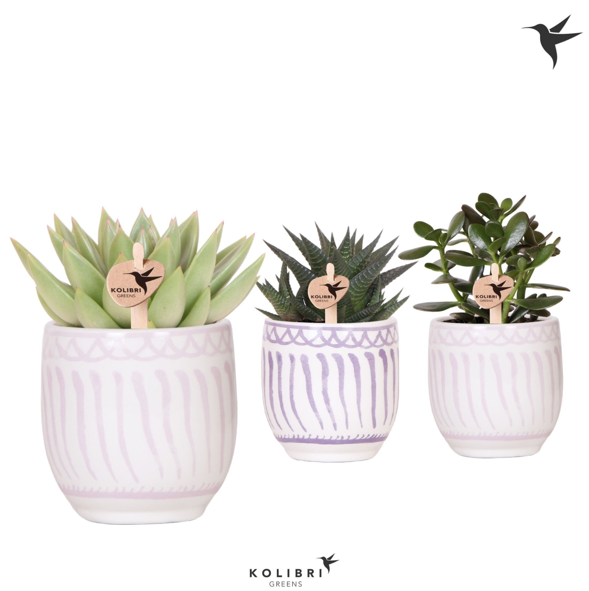 Kolibri Greens Succulenten mix in Granada pot lila mix, D 9 cm