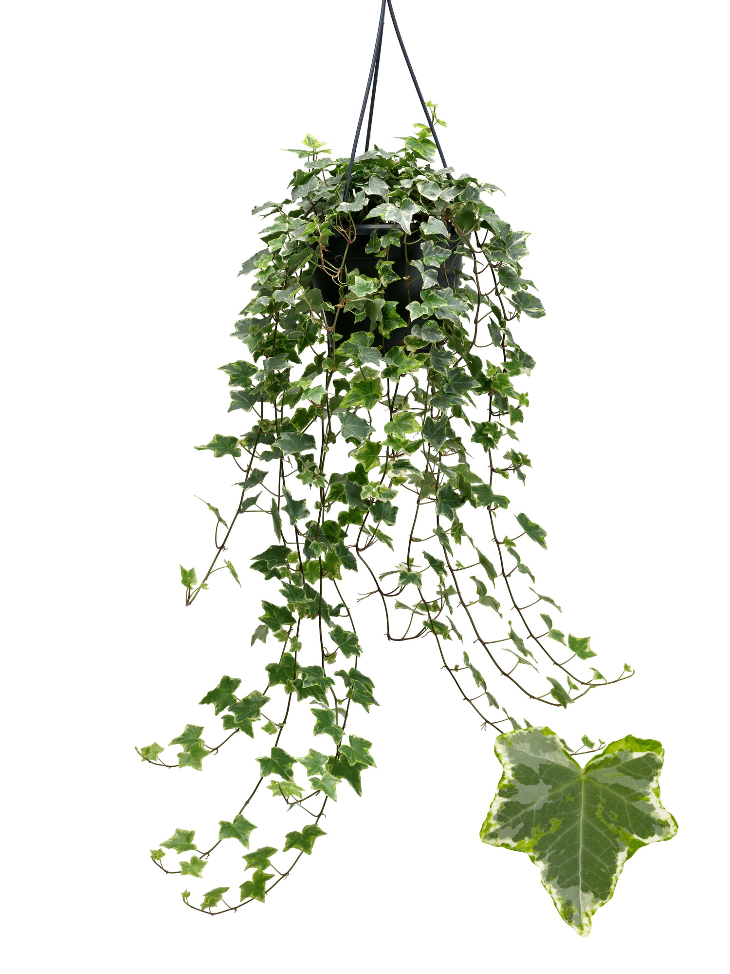 Mint Kolibri 19cm, D 19 cm