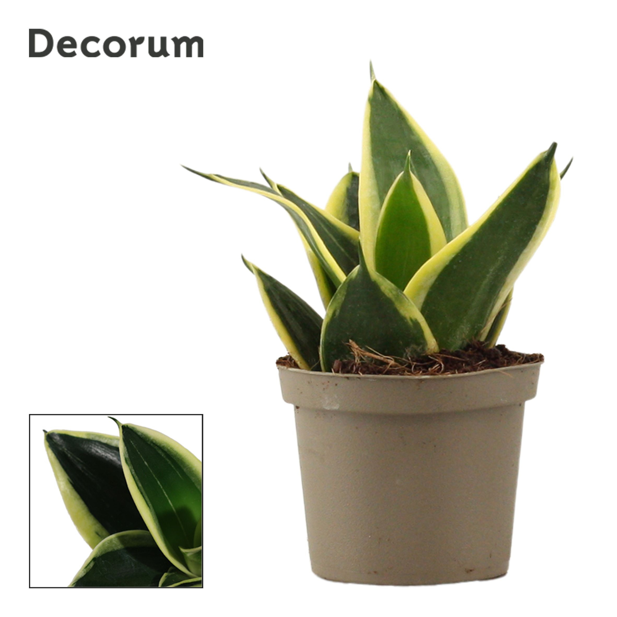 Sansevieria Hahnii 9 cm Jade Pagoda (Decorum), D 9