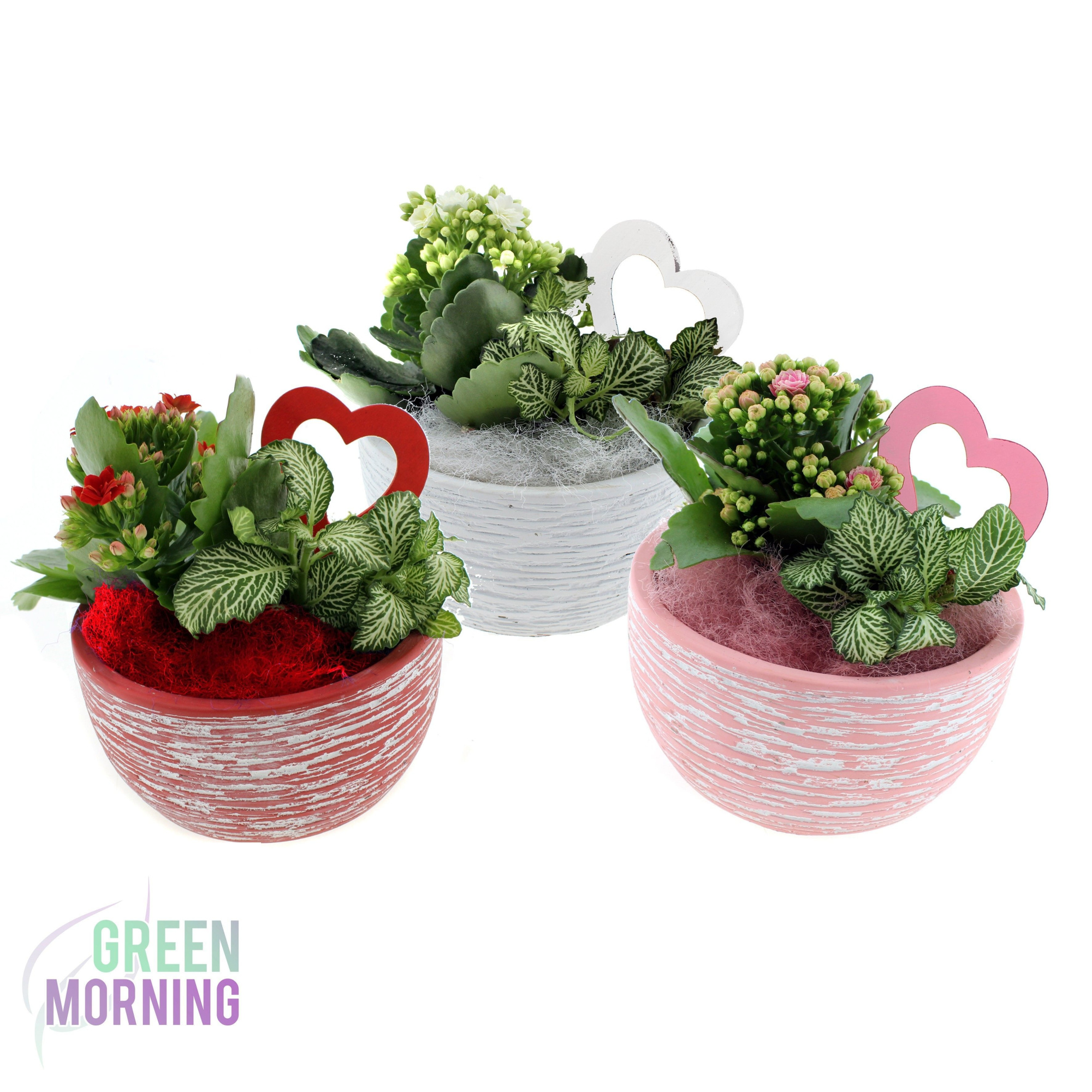 Arrangement 2 planten in gekleurde beton schaal 15 cm met hartbijsteker, D 15