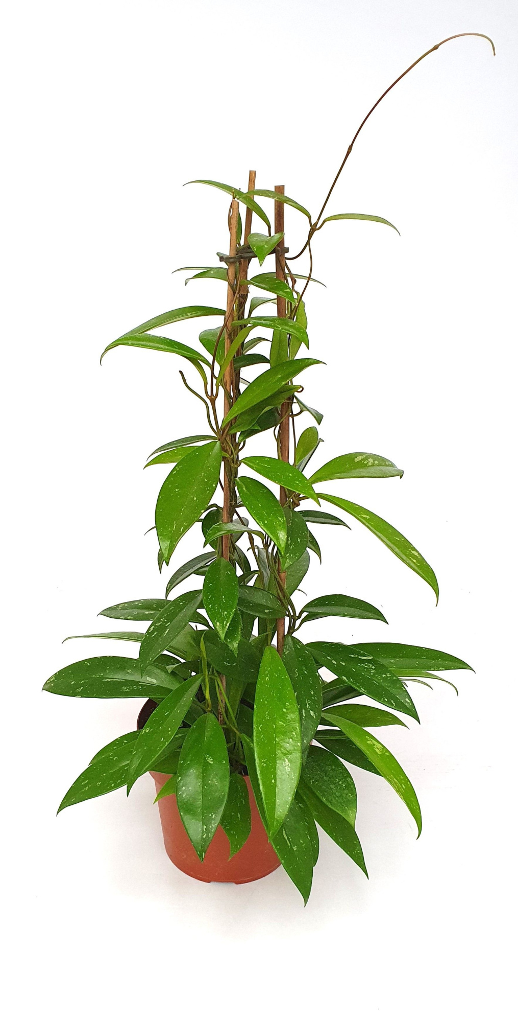 Hoya 'Publicalix Speckled' Pyramide, D 17 cm