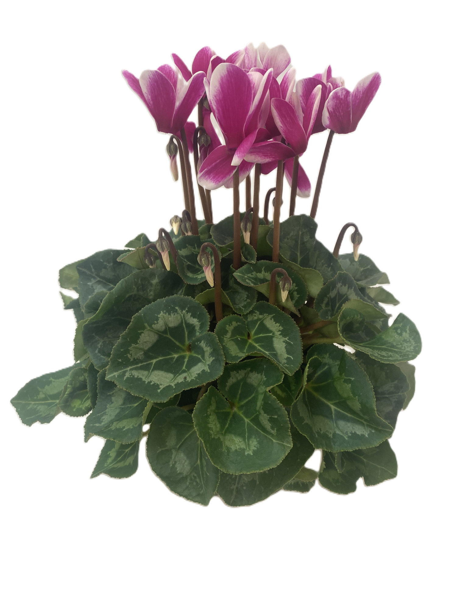 Cyclamen SS Macro Fuji Dark Violet, D 13 cm