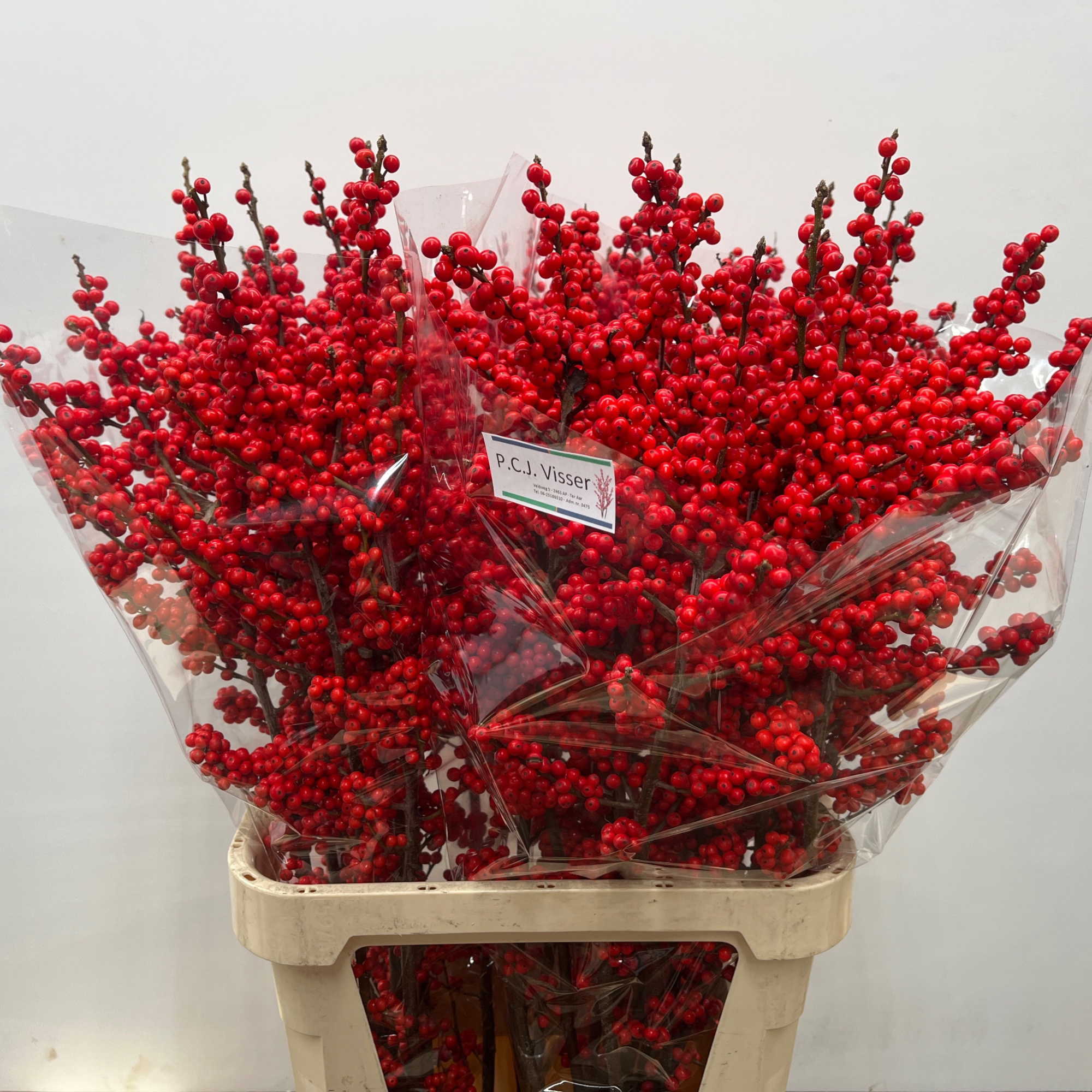 Илекс Красные ягоды 100, шт.