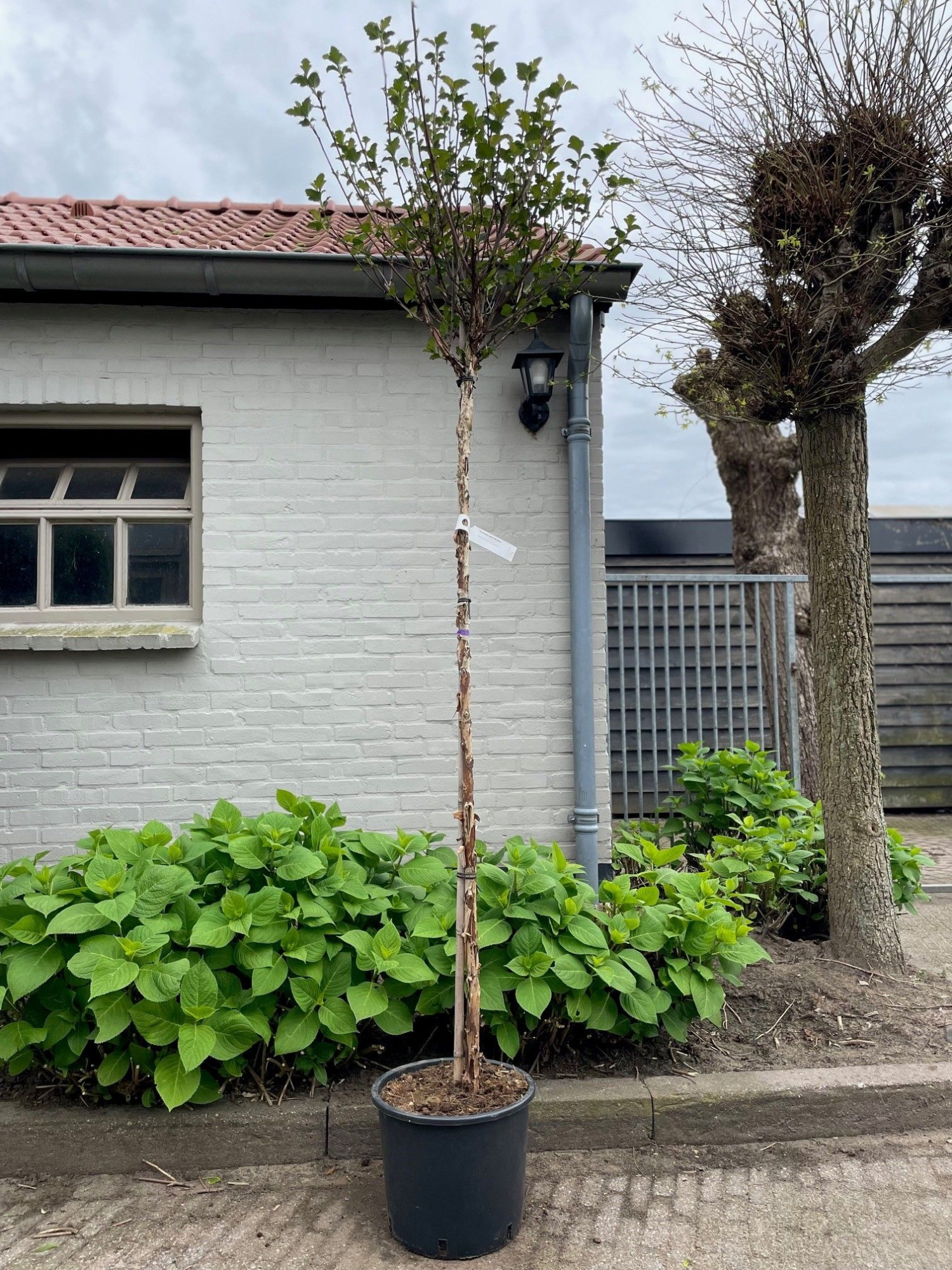 Physocarpus opulifolius 'Red Baron' -- stam 150 cm, D 32 cm