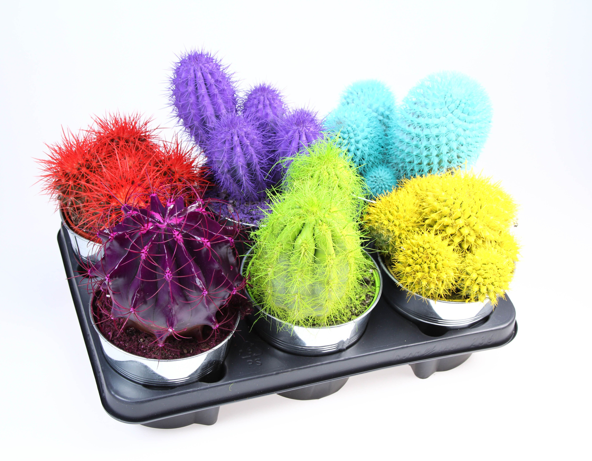 Rainbow Cactus in Zinkpot, D 12,5