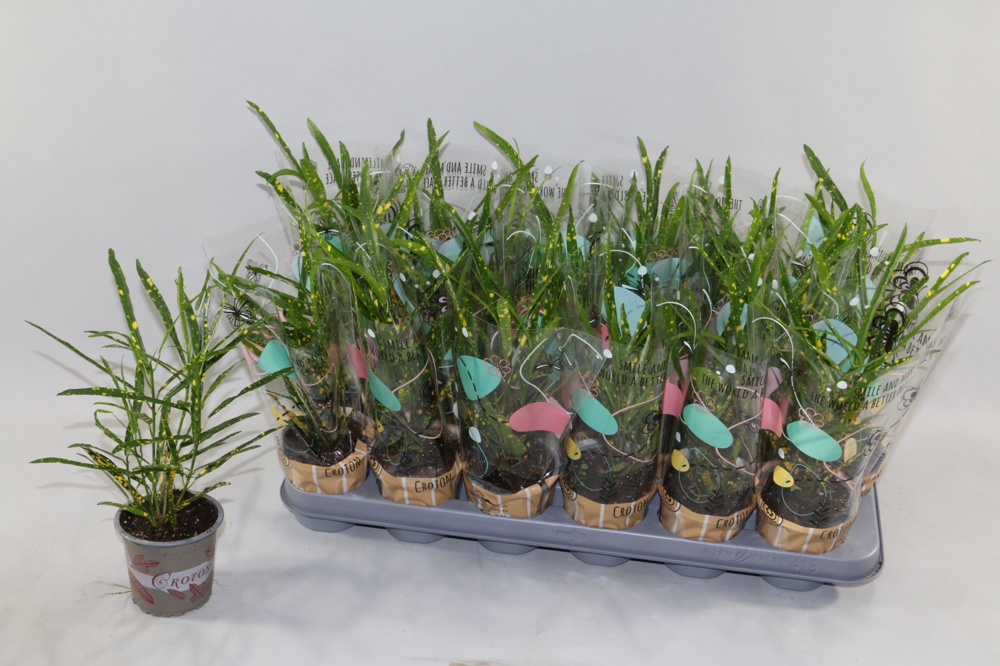 Croton Pictum 9cm in Design Hoes"Sunshiners®", D 9 cm