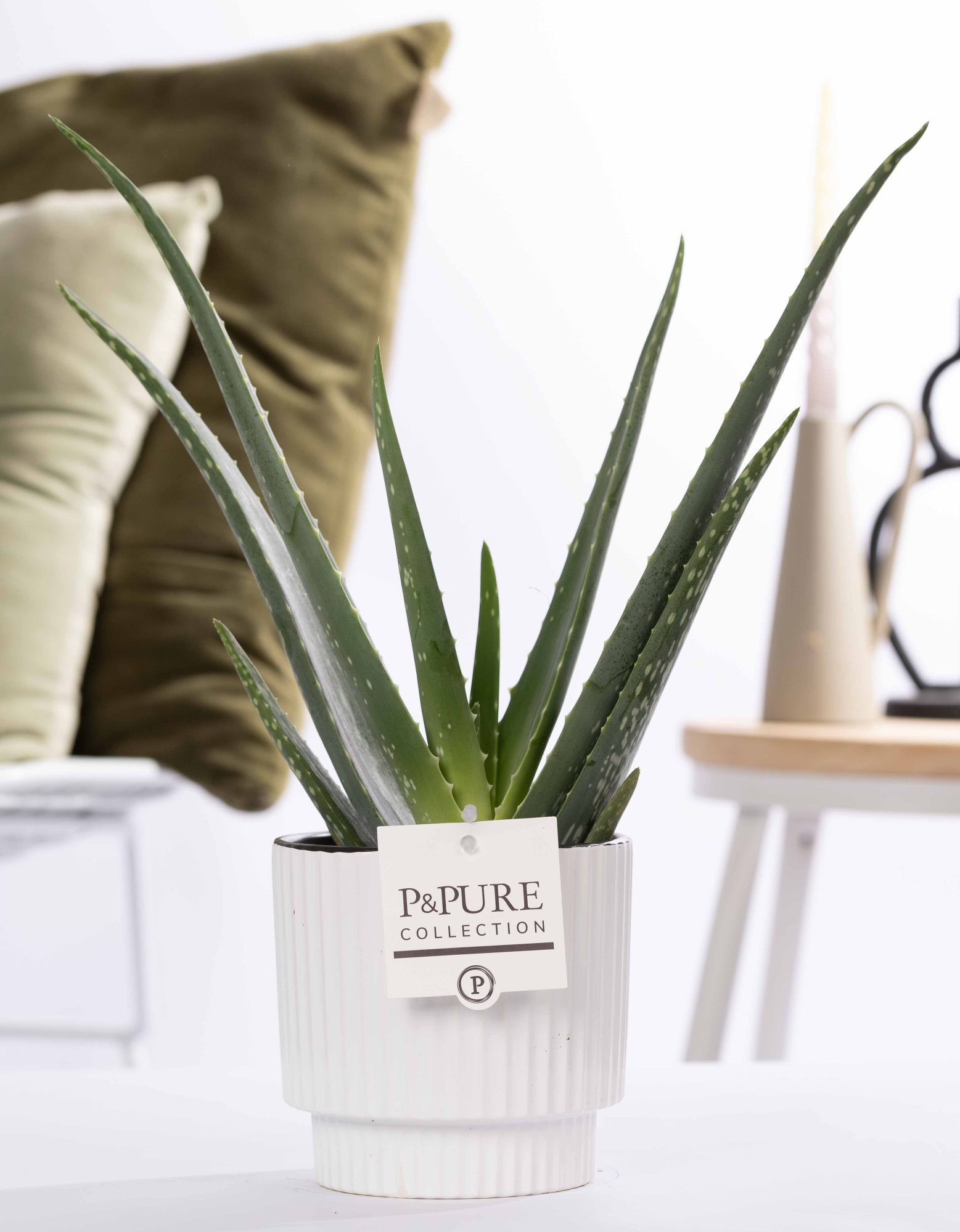 Aloe Vera in P&PURE Ivy ceramics shiny white, D 12 cm