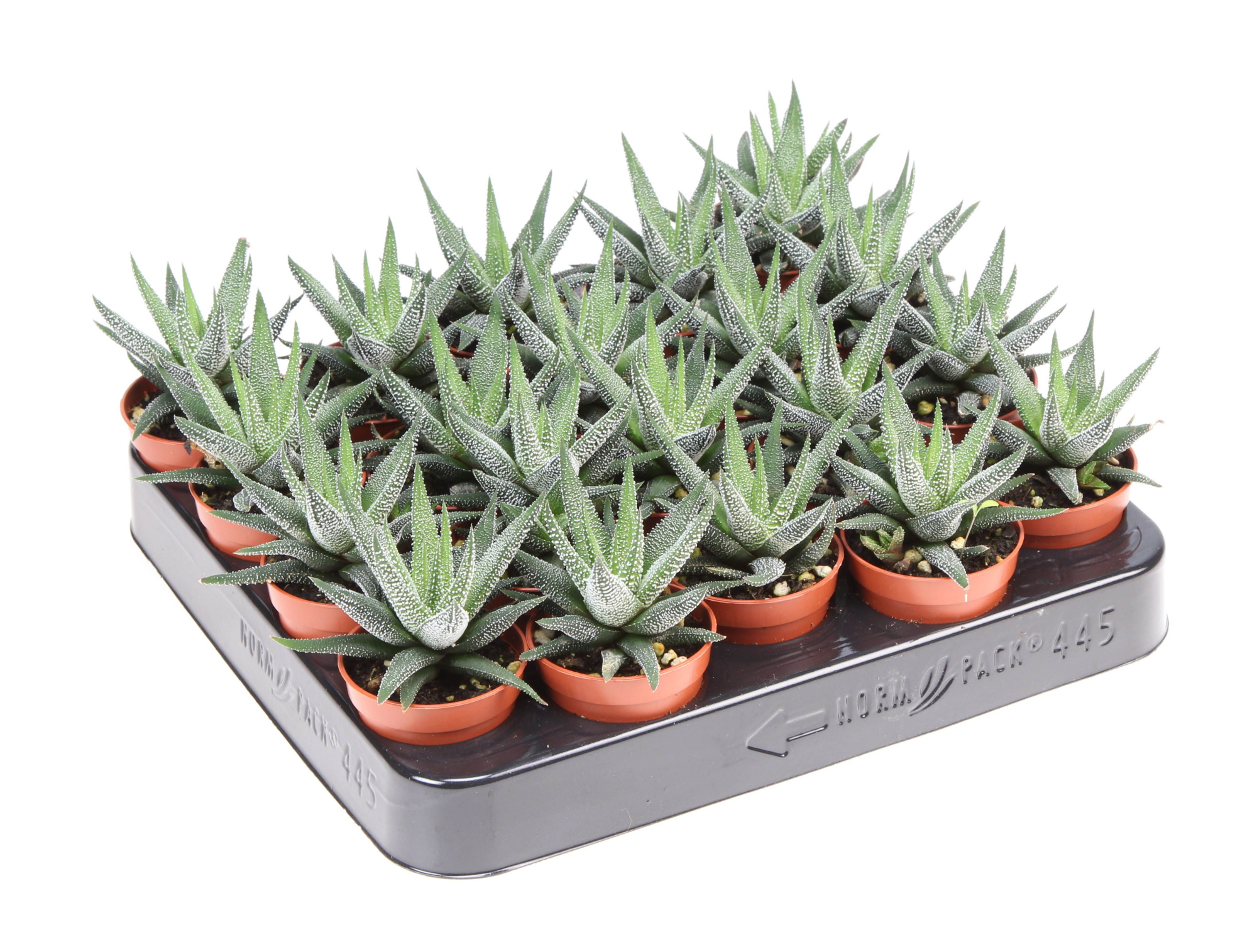 Haworthia fasciata concollor, D 5,5