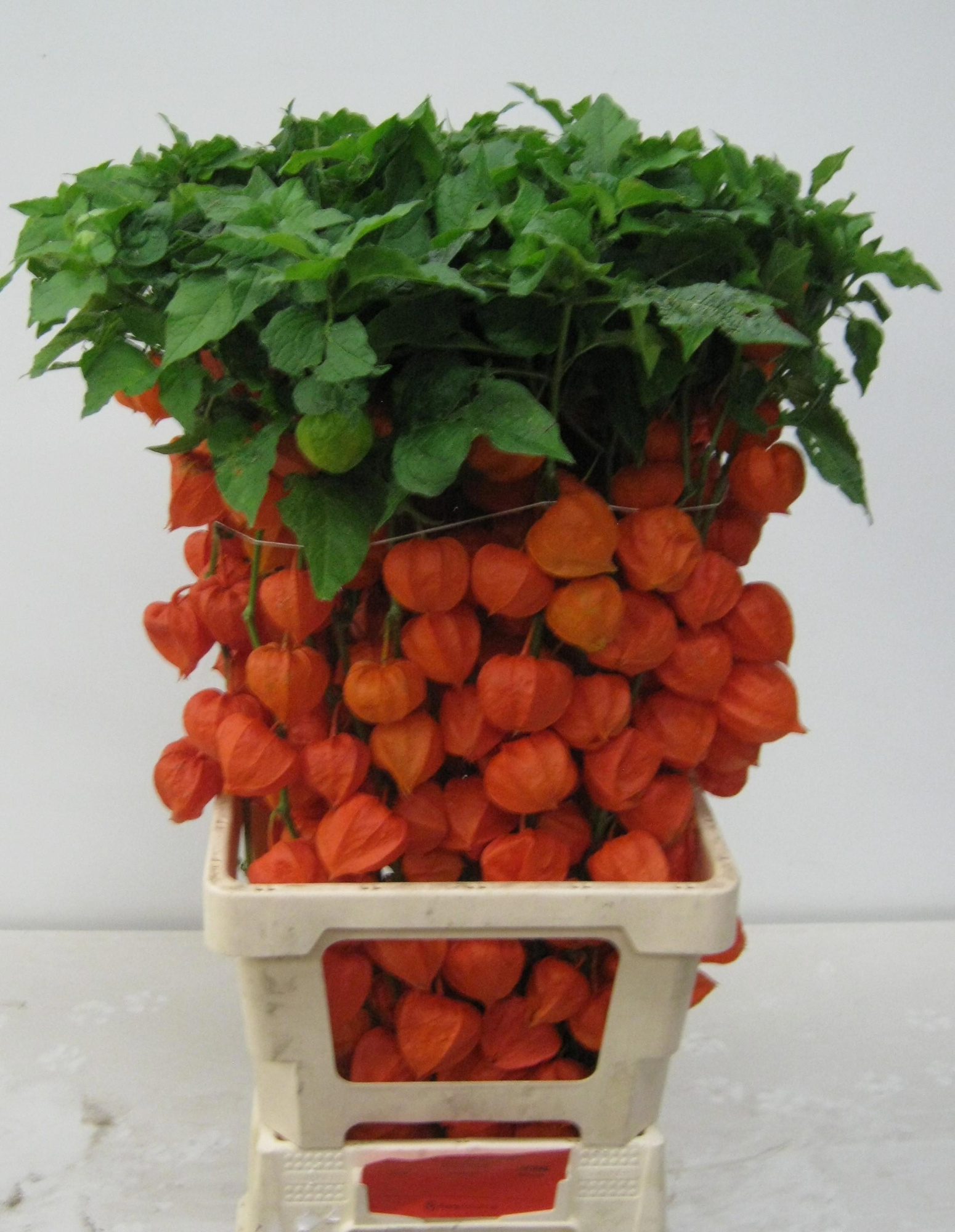 Физалис Лампион за ветку 70, шт.