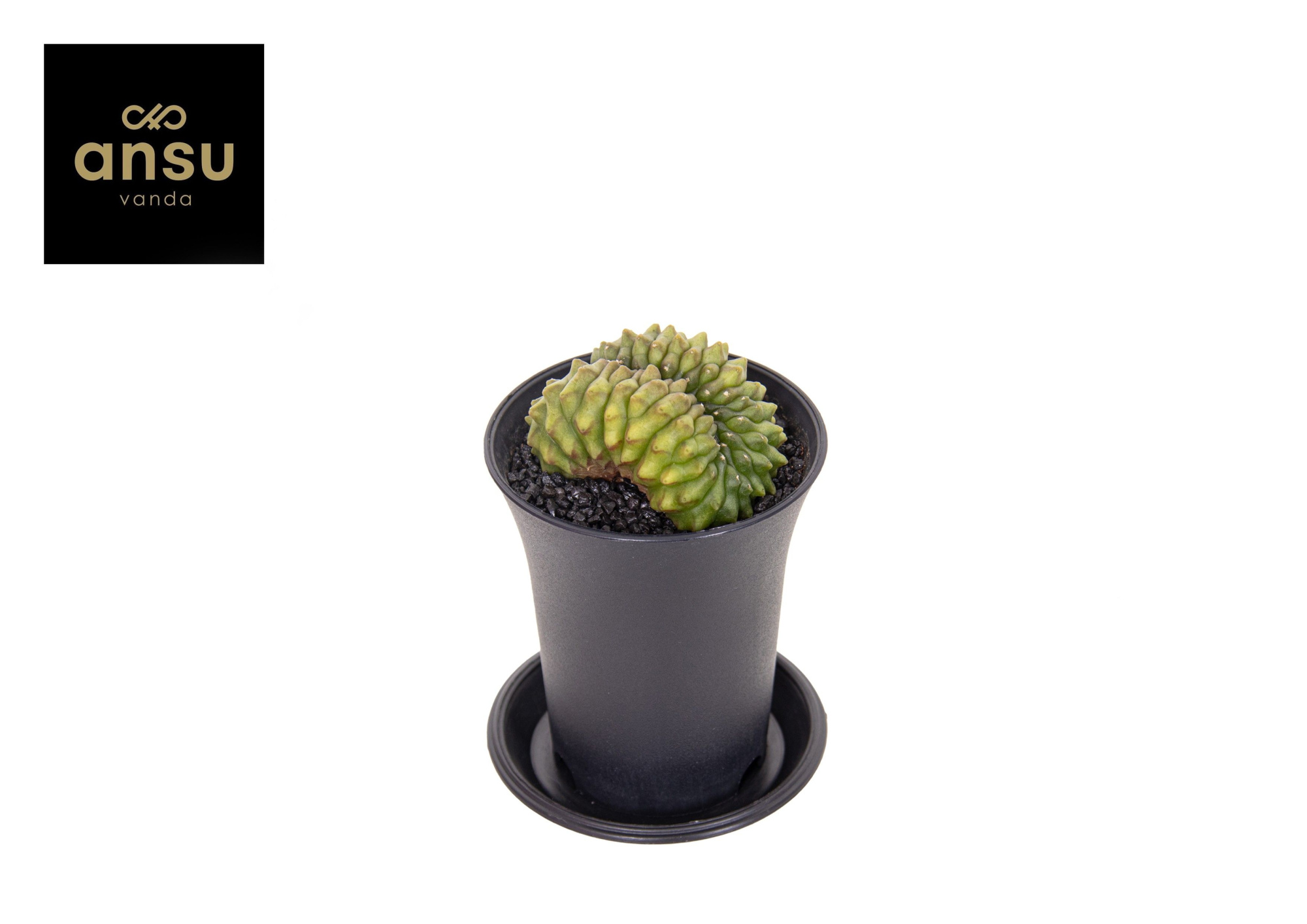 Gymno Spineless Bridge P7,5, D 7,5 cm