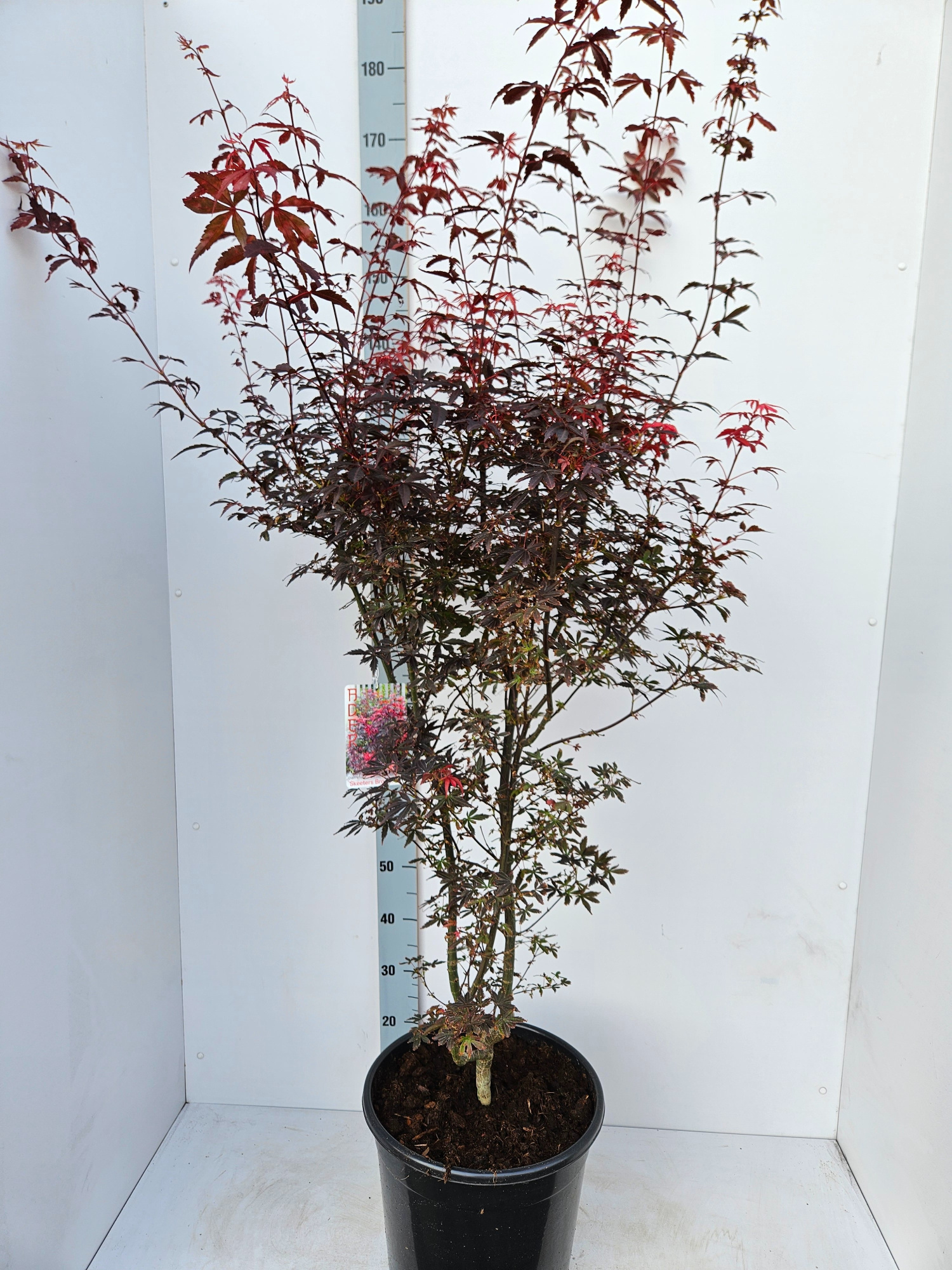Acer palmatum 'Skeeters Broom', D 36 cm