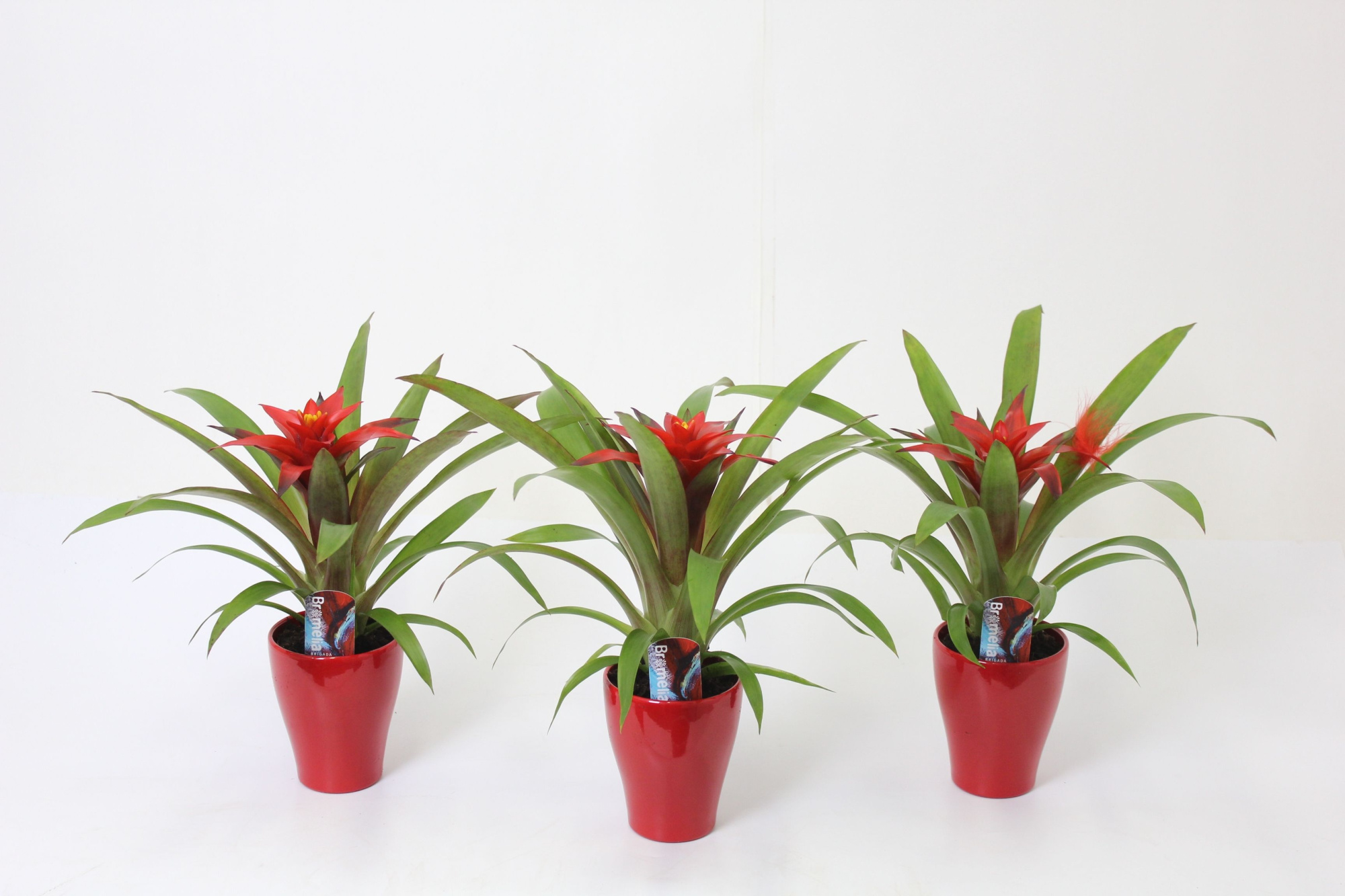 Blitz in Carly Rood, D 10 cm