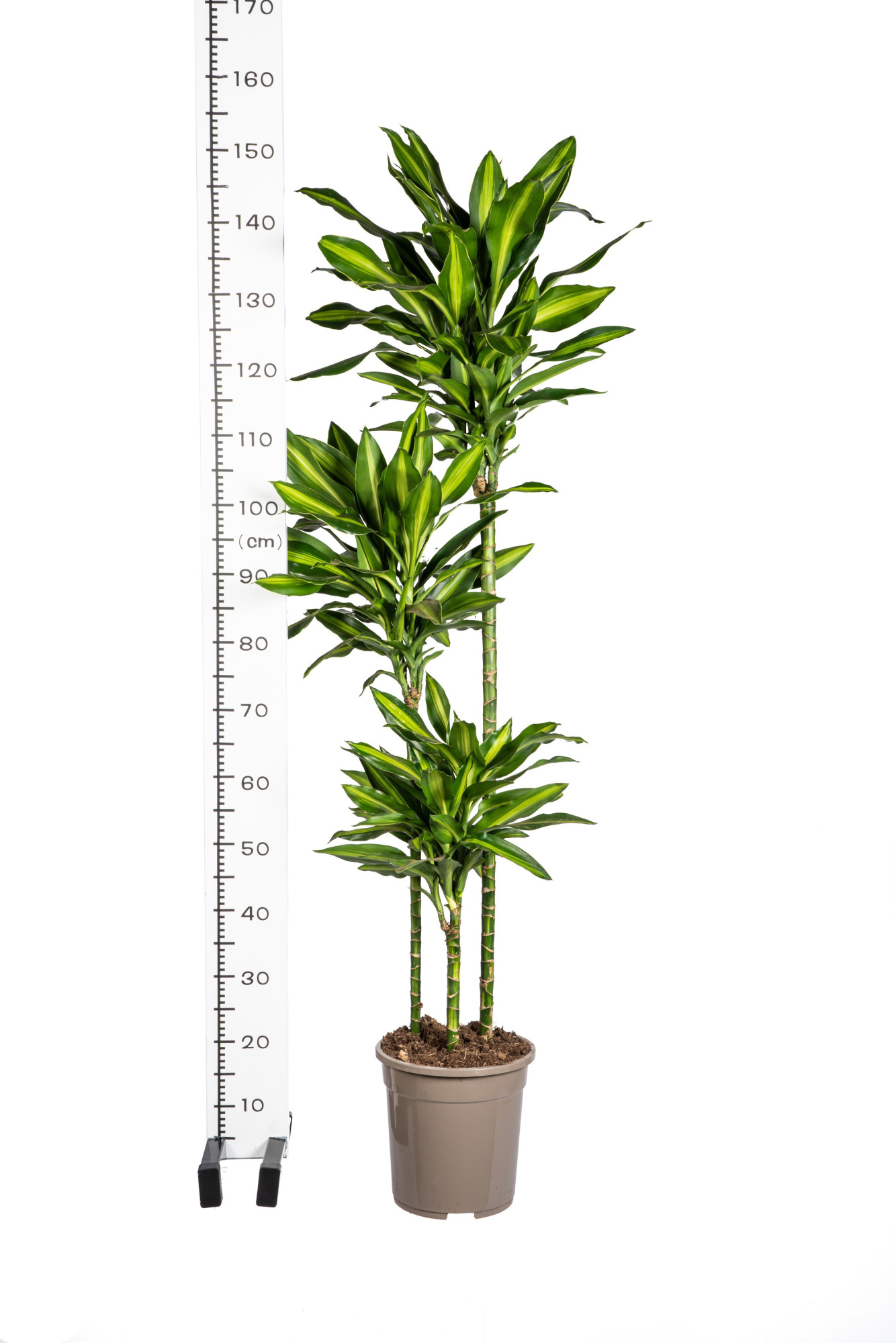 Dracaena fragrans Silindo T24, D 24