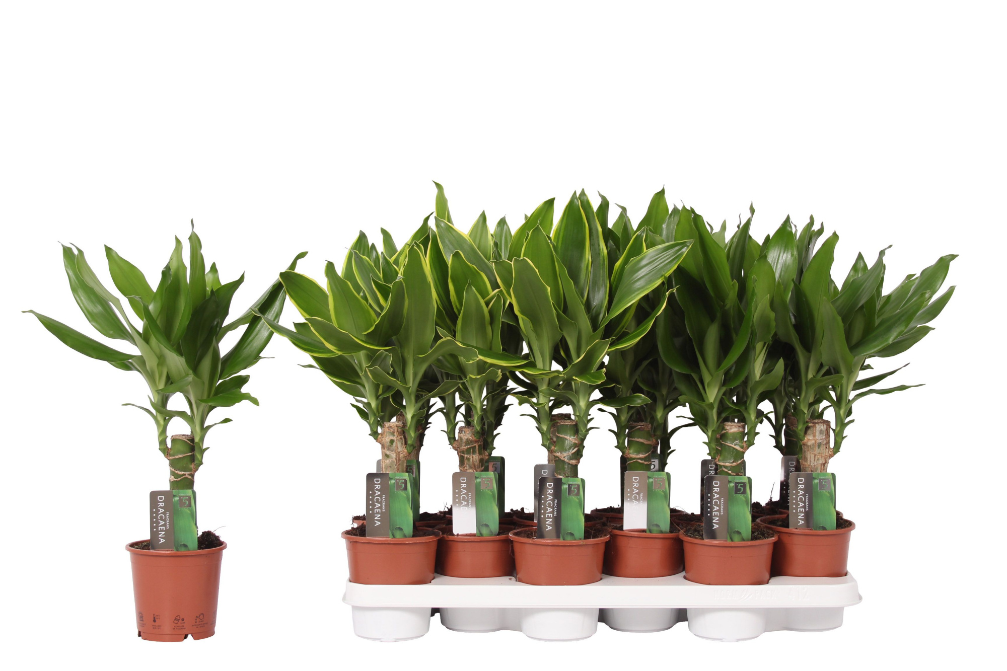 Dracaena mix Golden Coast and Steudneri Green, 11 cm pot, D 11 cm