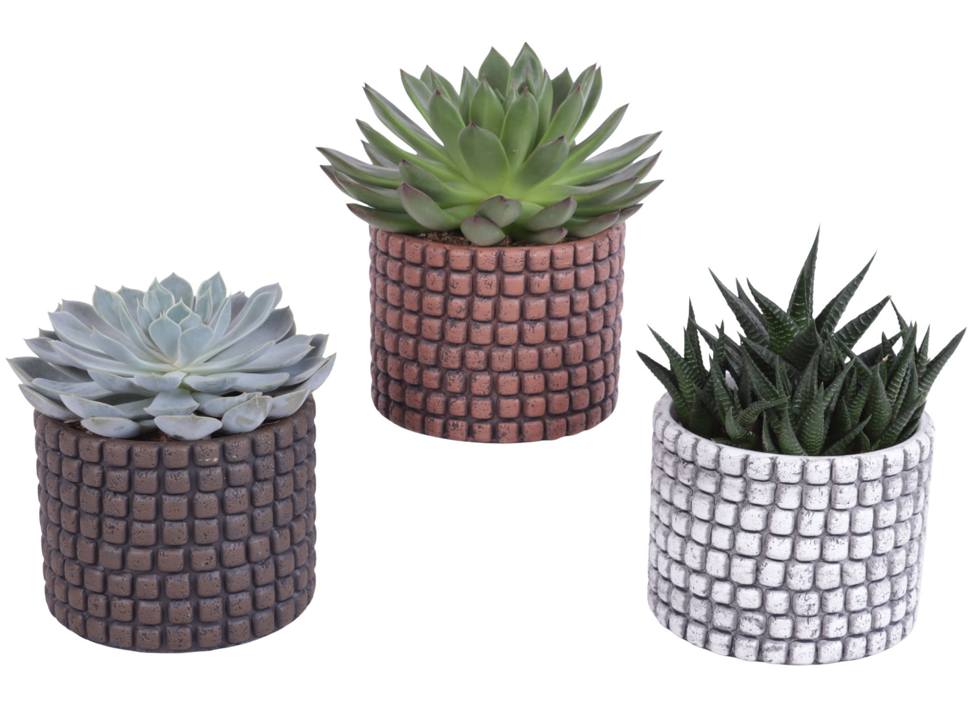Succulenten mix Ø10,5cm in Ø12cm Ceramic Pot Stone Texture, D 12