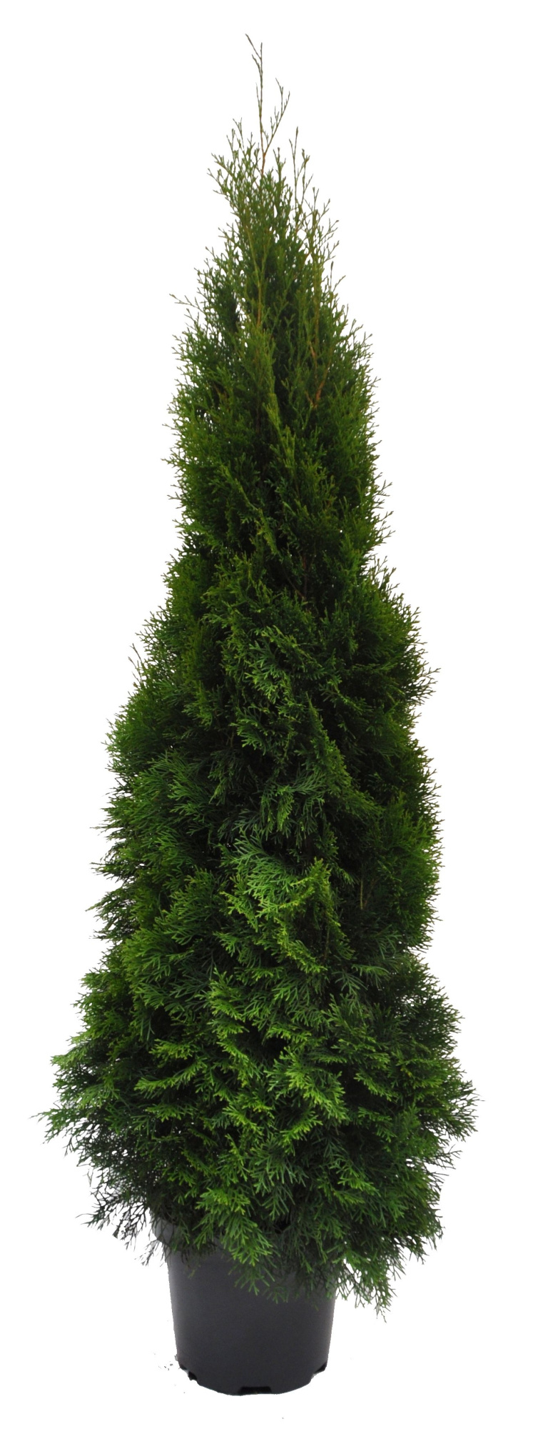 Thuja occ. Smaragd, plantmaat 140-160 cm - Rondgestoken -, D 31
