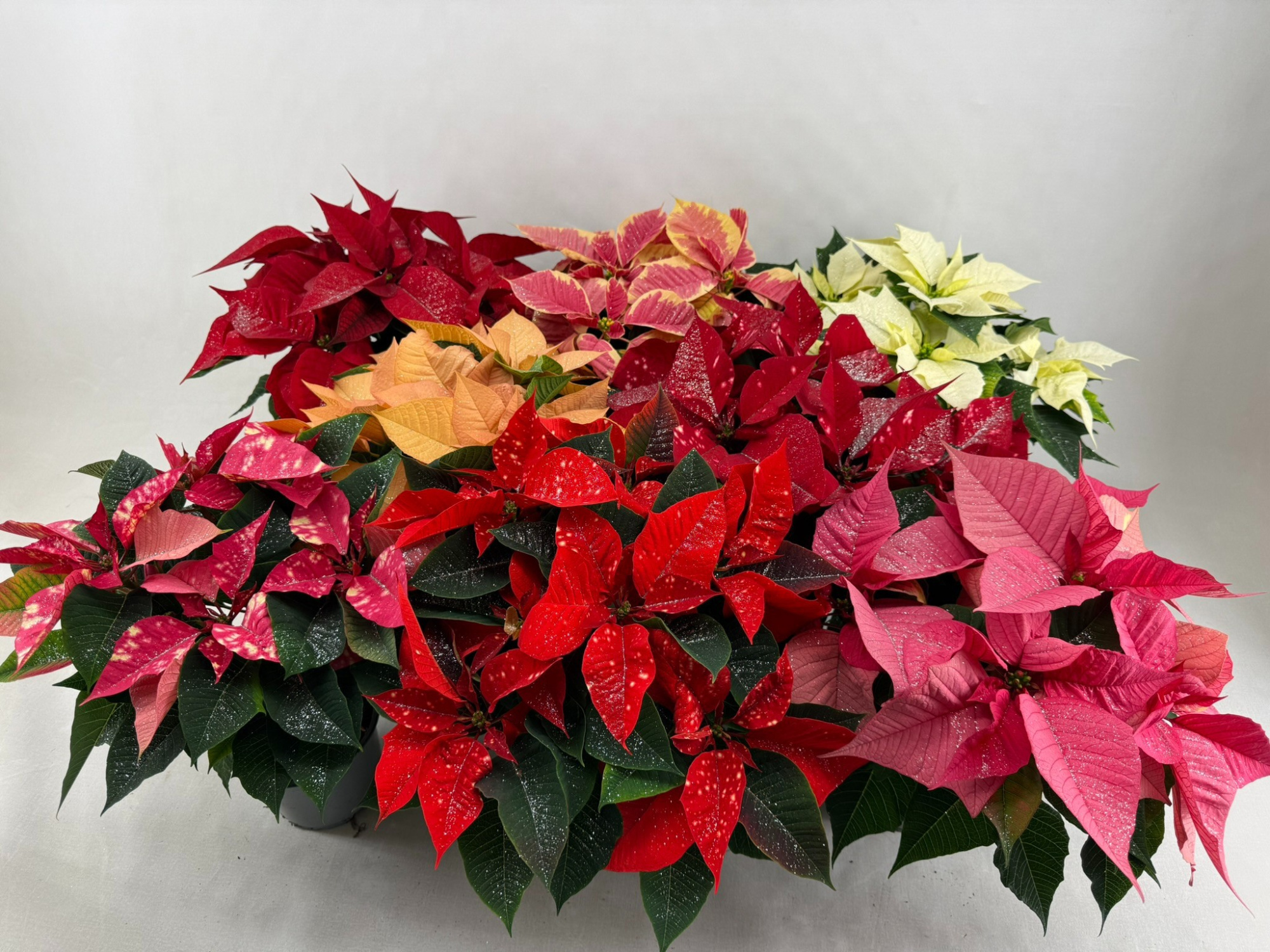 Poin Euphorbia Pulcherrima mixdoos minimaal 3 kleuren pot 13 cm + zilverglitter, D 13 cm