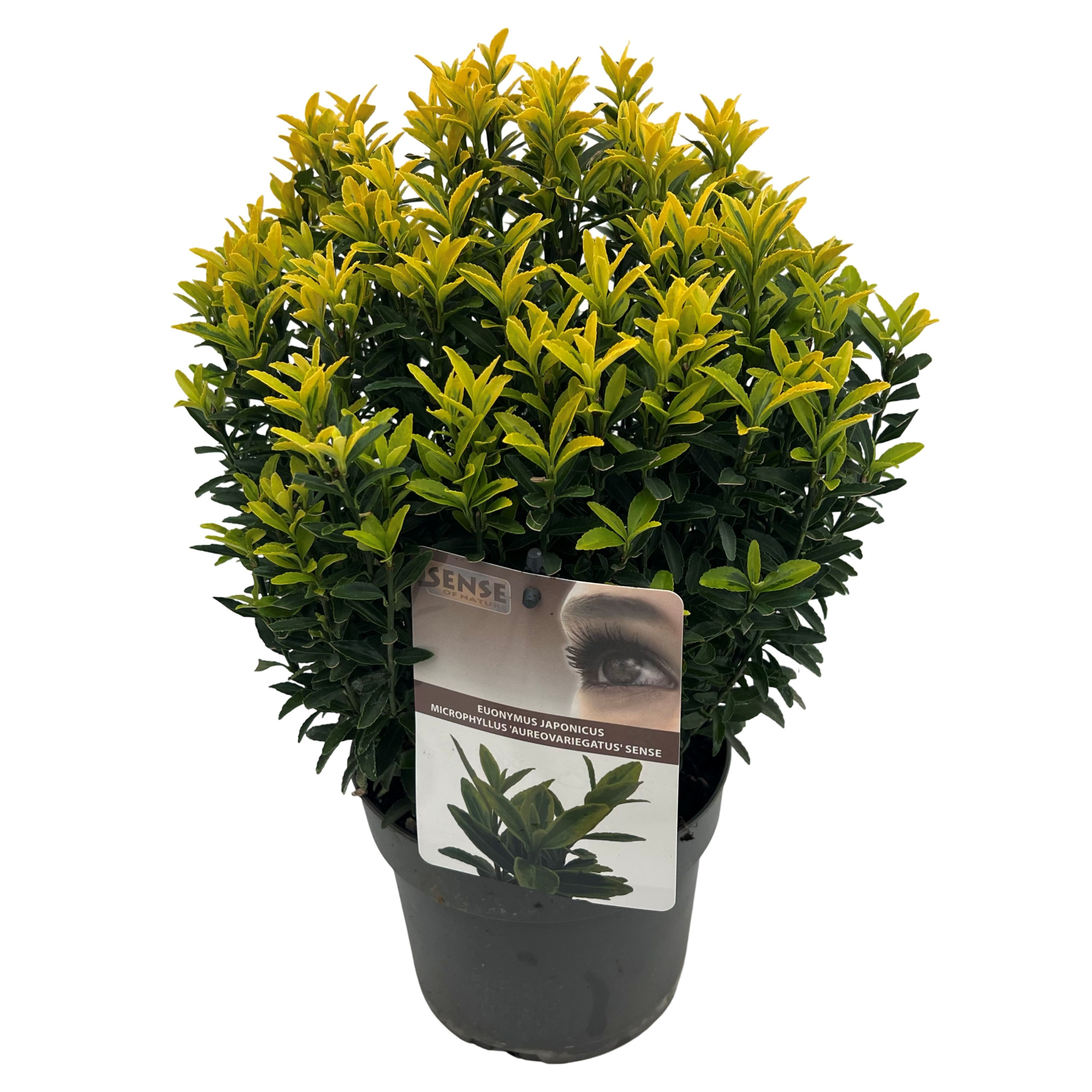 Euonymus j. 'micro. Aureovariegatus' sense, D 17