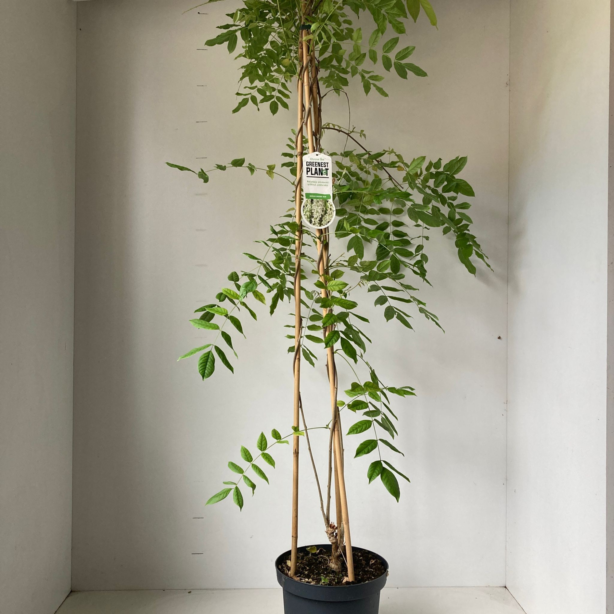 Wisteria sinensis 'Alba' (piramide), D 26 cm