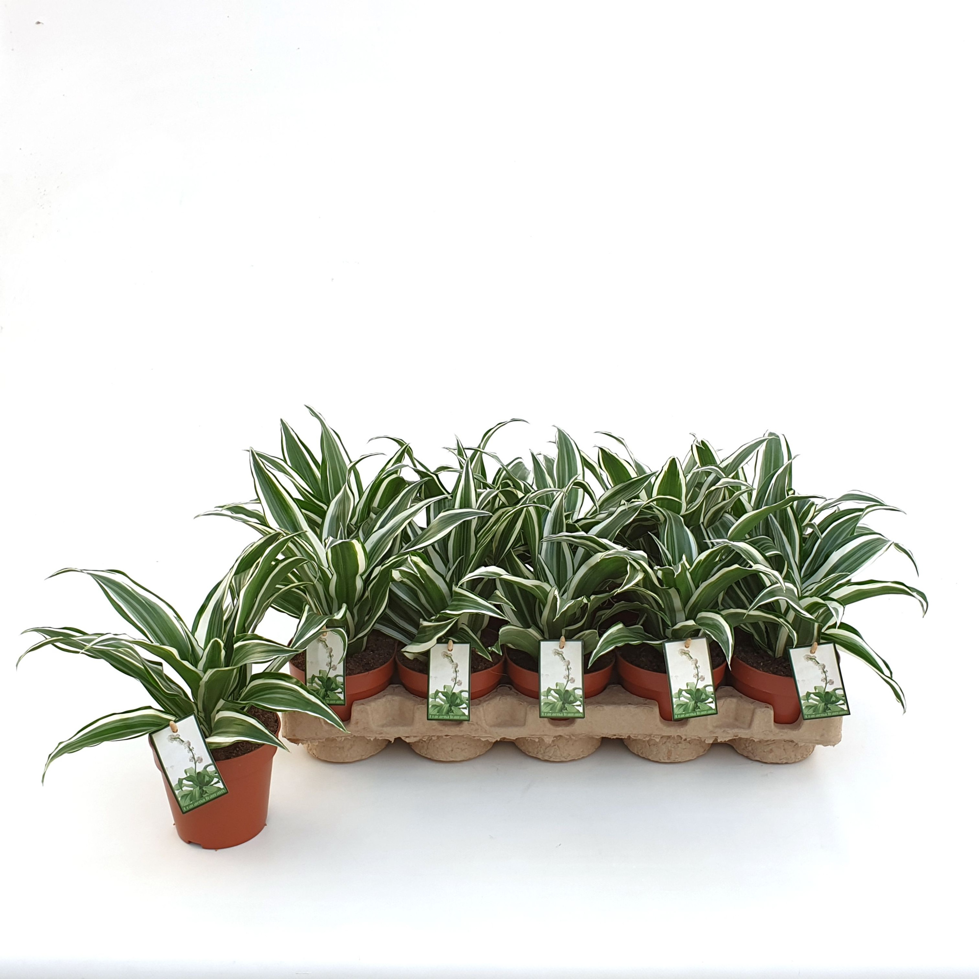 Dracaena White Jewel in EcoExpert tray, D 12