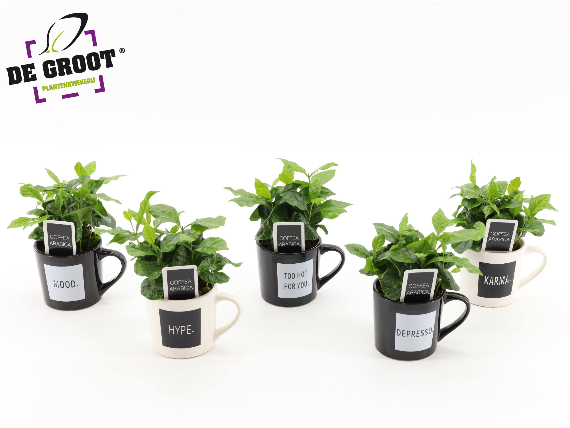 Coffea in koffiemok "Quotes", D 9 cm